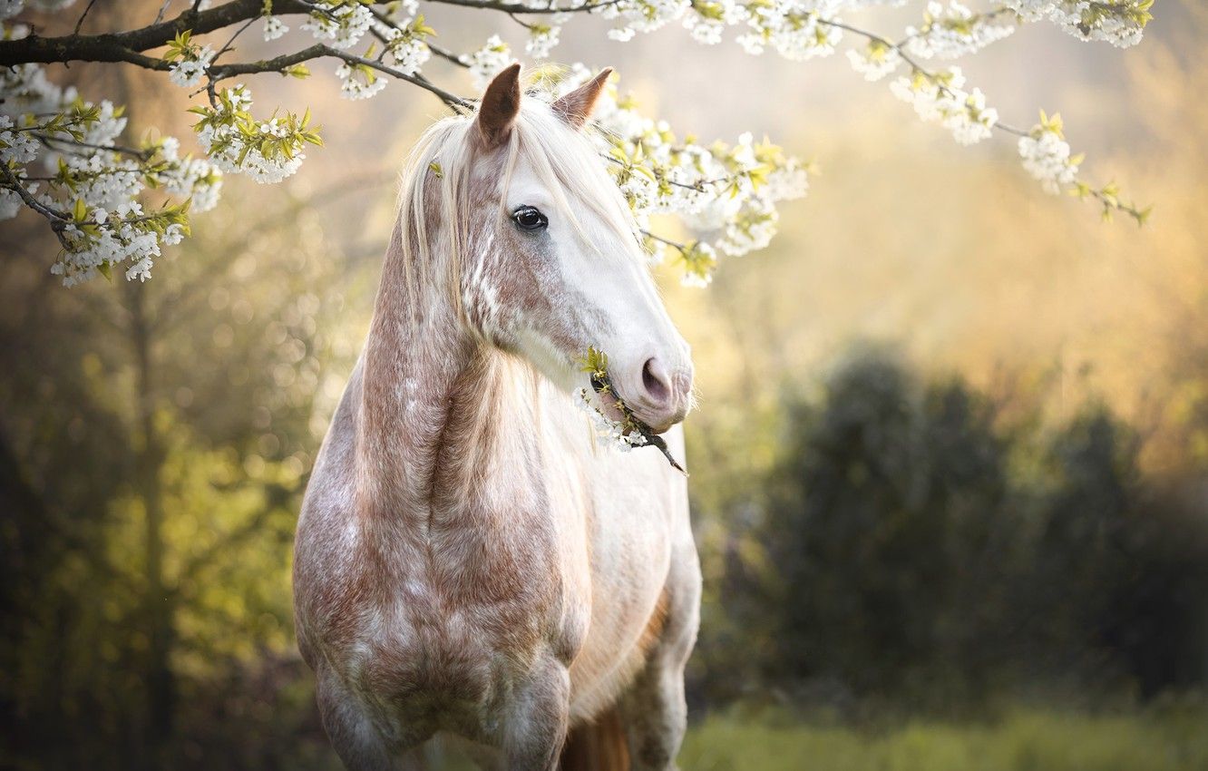 Wallpaper tree, horse, spring image for desktop, section животные