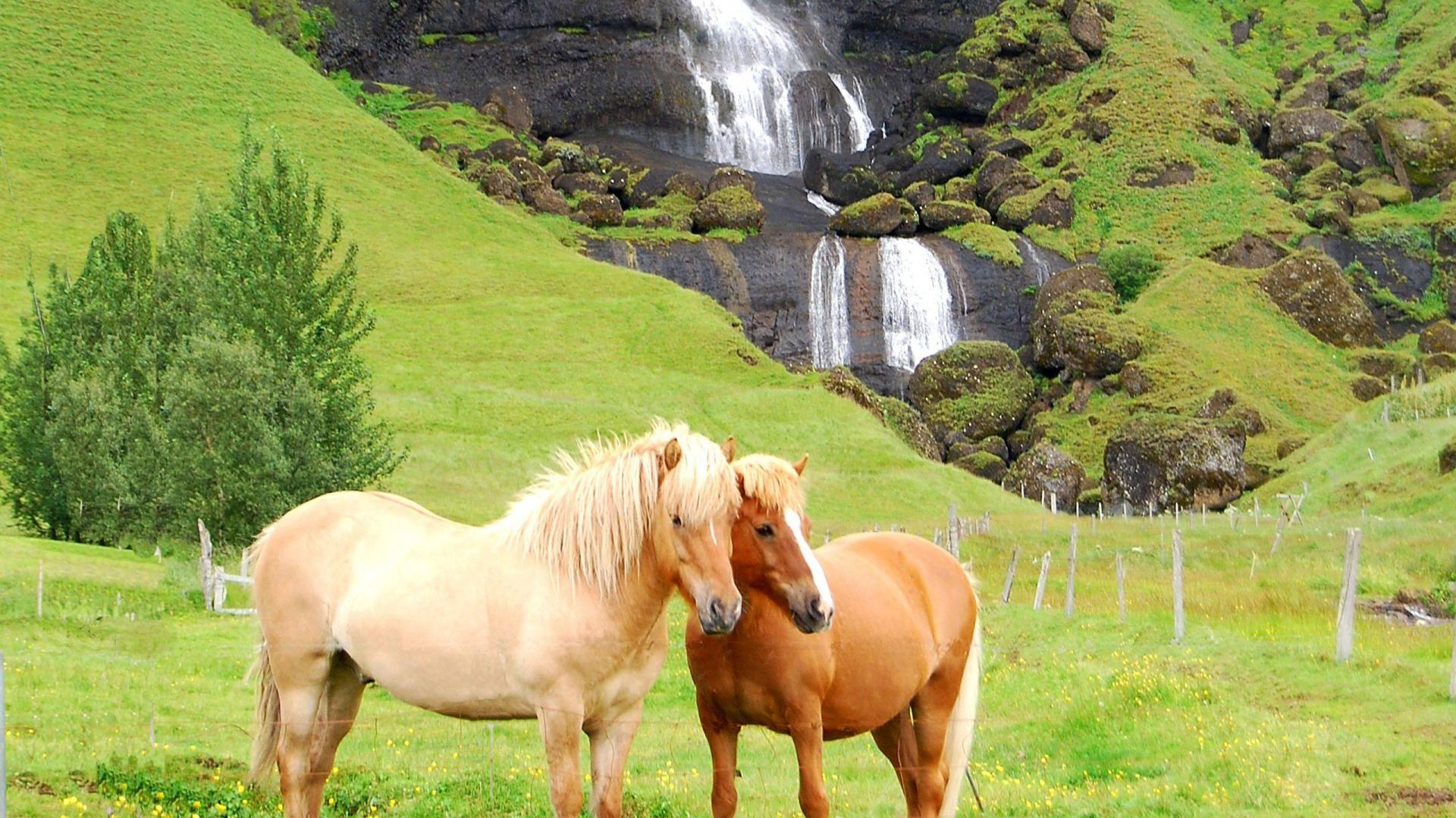 Free download Beautiful Horses Near Waterfall Animal Wallpaper Full HD Wallpaper [1920x1080] for your Desktop, Mobile & Tablet. Explore Free Spring Horse Wallpaper. Springtime Wallpaper, Horse Background