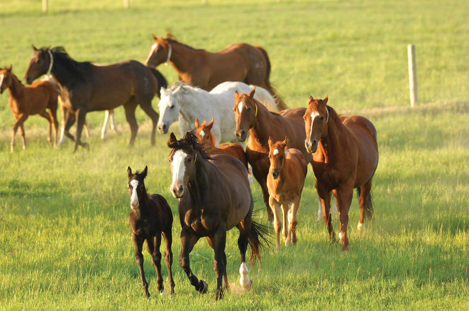 Spring Wallpaper with Horses