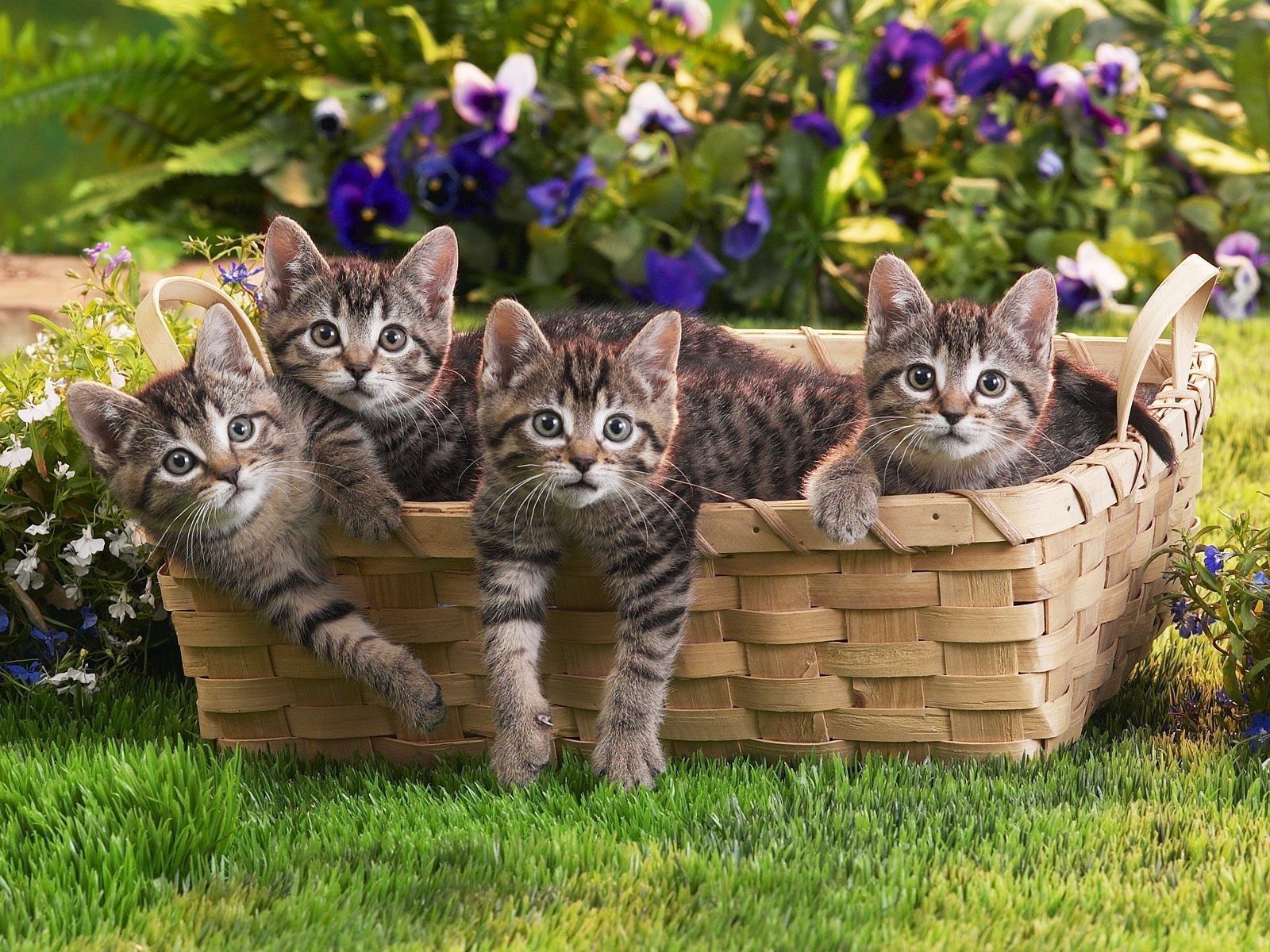 Basket of Kittens Wallpaper