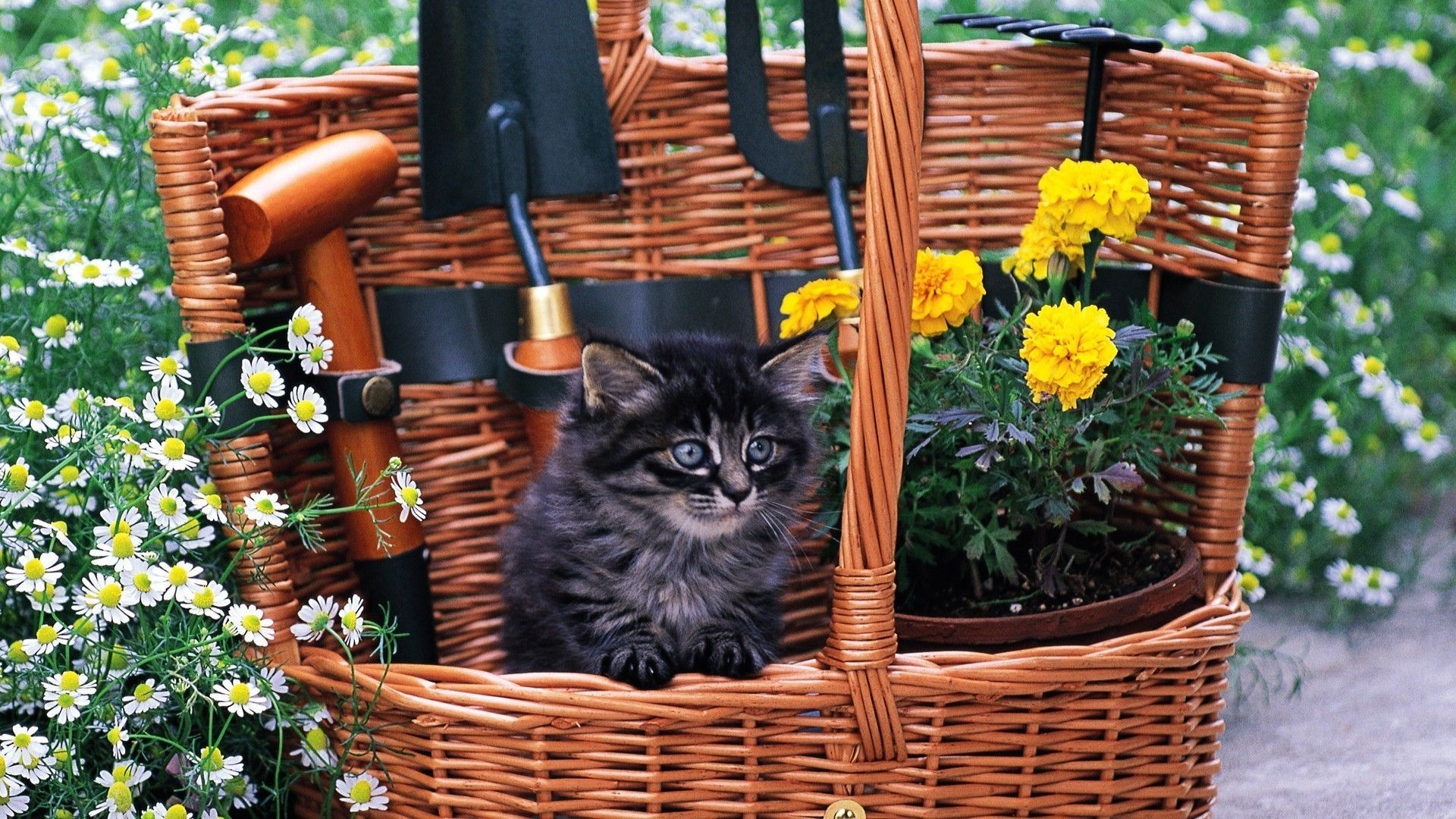 Kitten in a basket