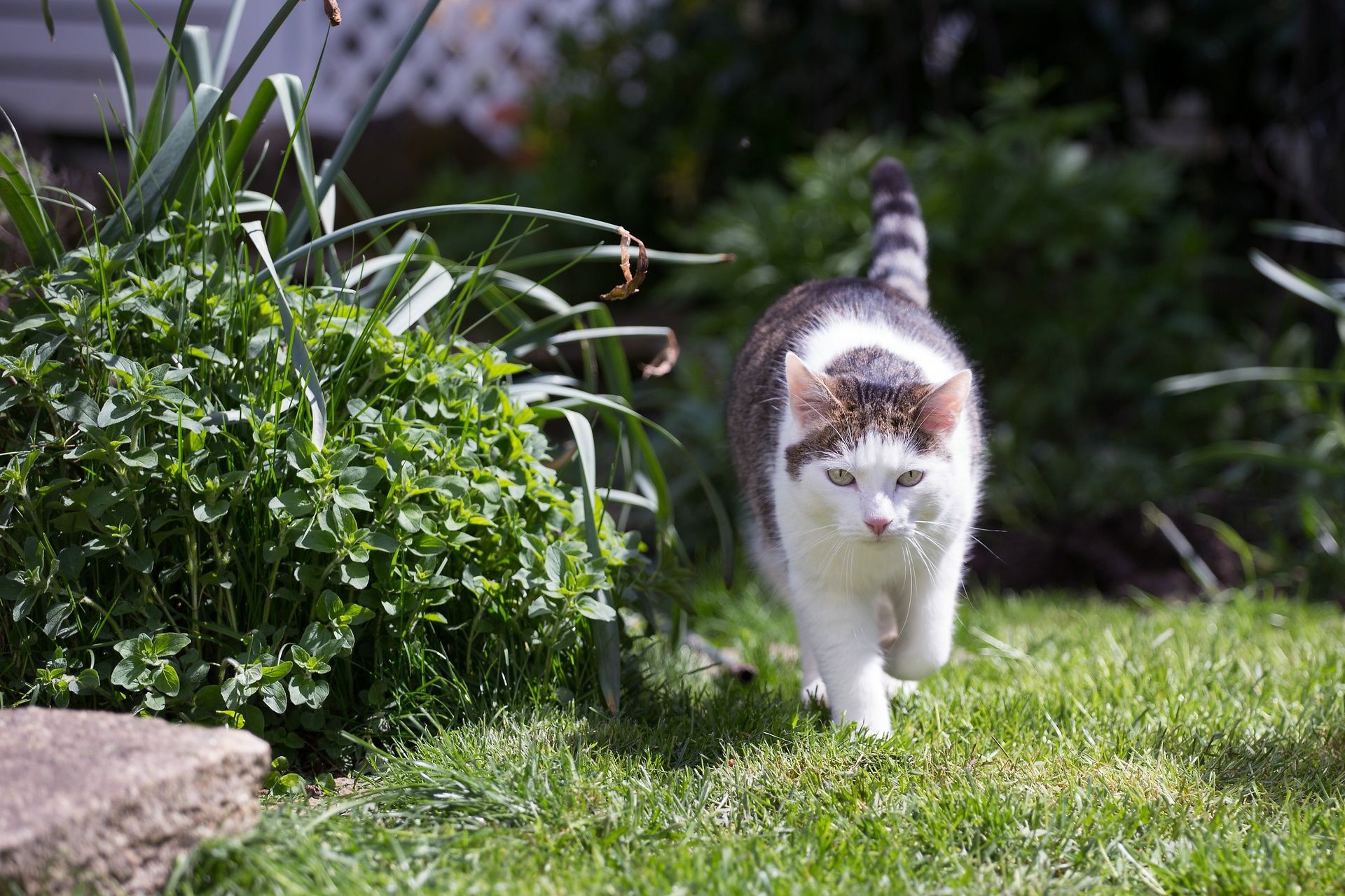Wallpaper, garden, tiger, wildlife, whiskers, Merlin, flower, plant, kitten, fauna, weiss, lawn, cat like mammal, grass family, small to medium sized cats, tabby, katze 1920x1280