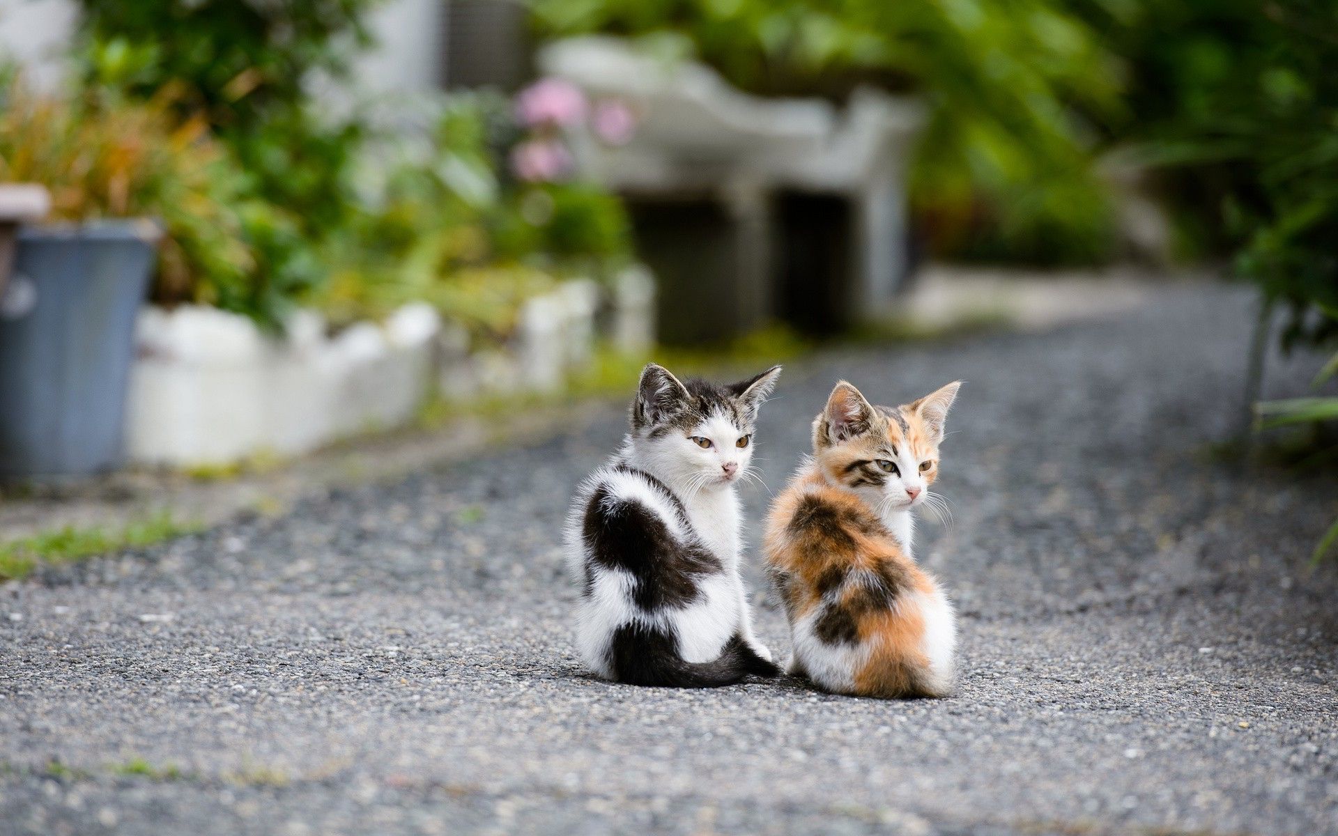 Little kittens
