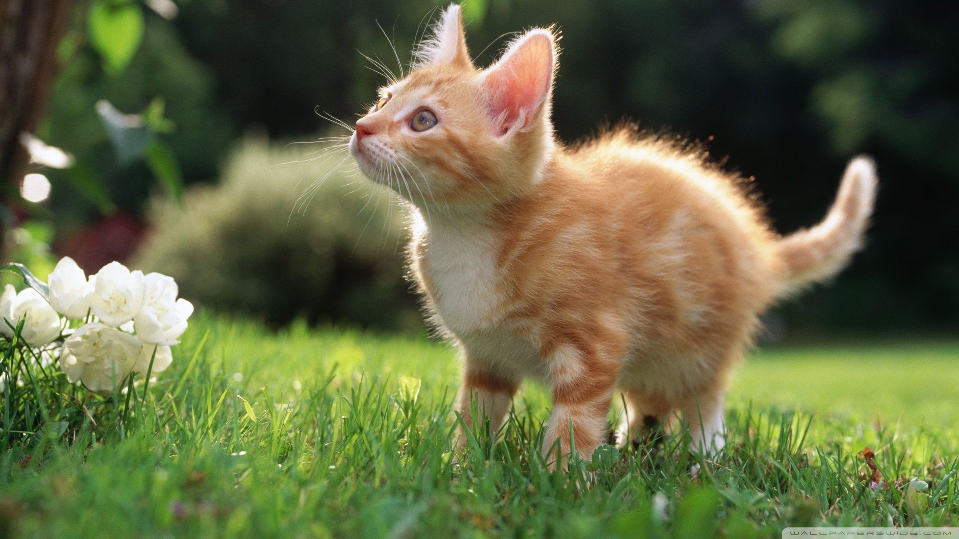 Download Cute Orange Kitten Wallpaper 1920x1080