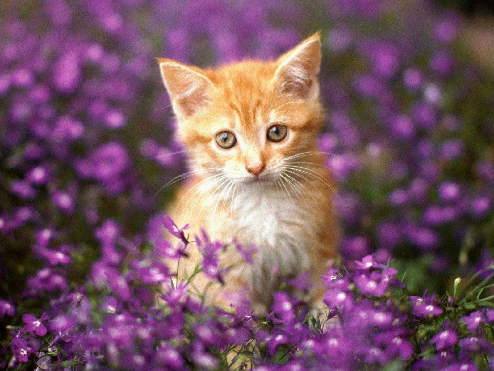 Kitten In The Garden Wallpaper