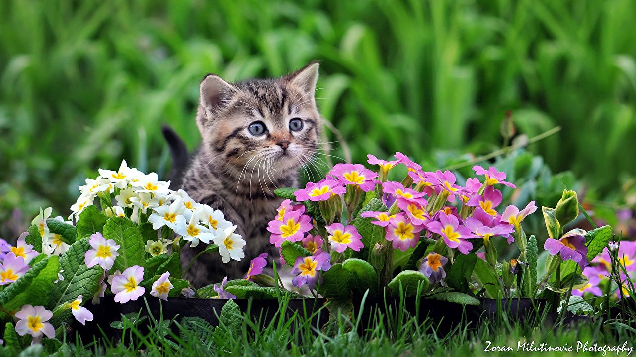 Photo kitty cat cat Flowers Animals