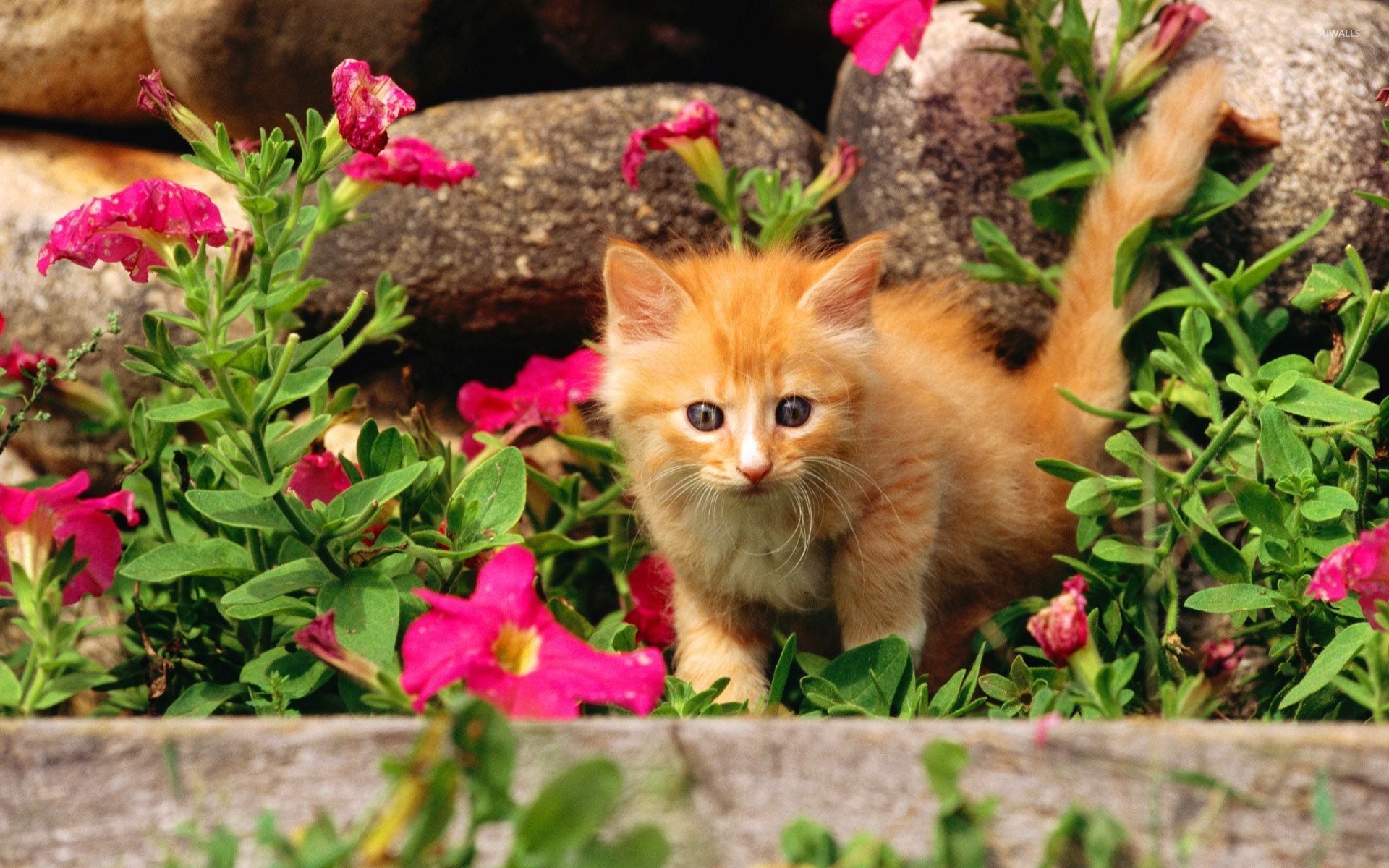 Orange kitten between the flowers wallpaper wallpaper