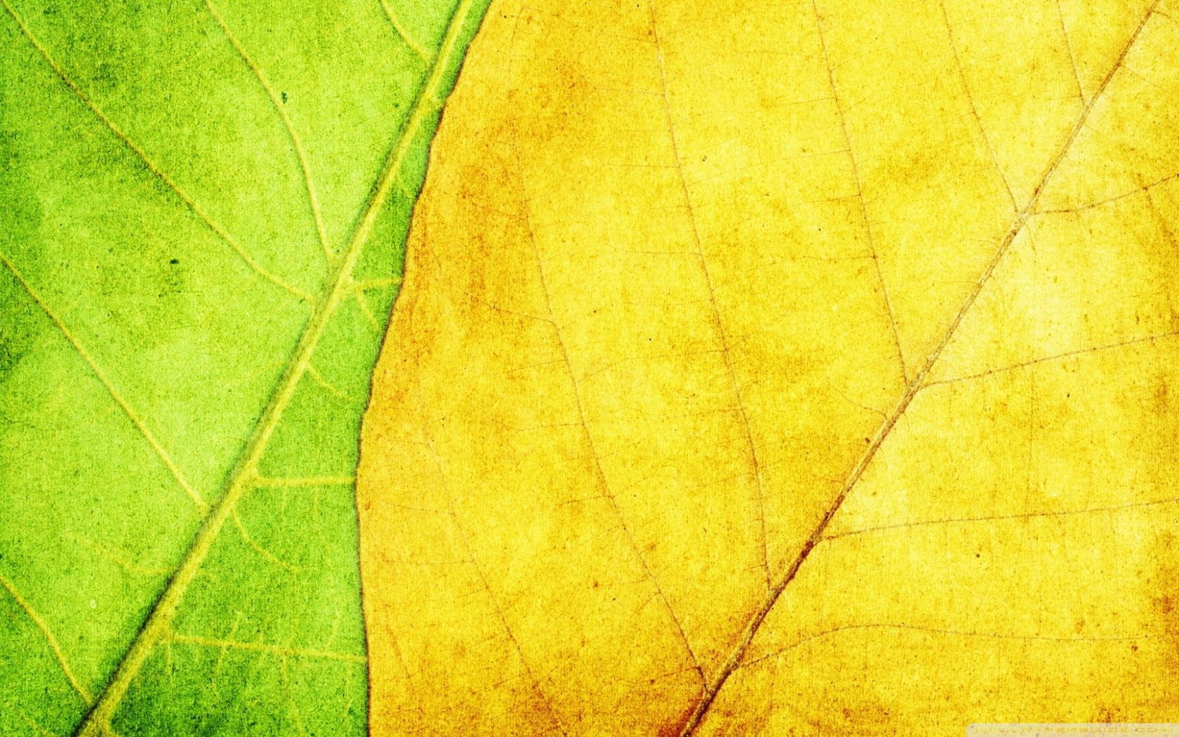 Download Green And Yellow Leaves Texture UltraHD Wallpaper