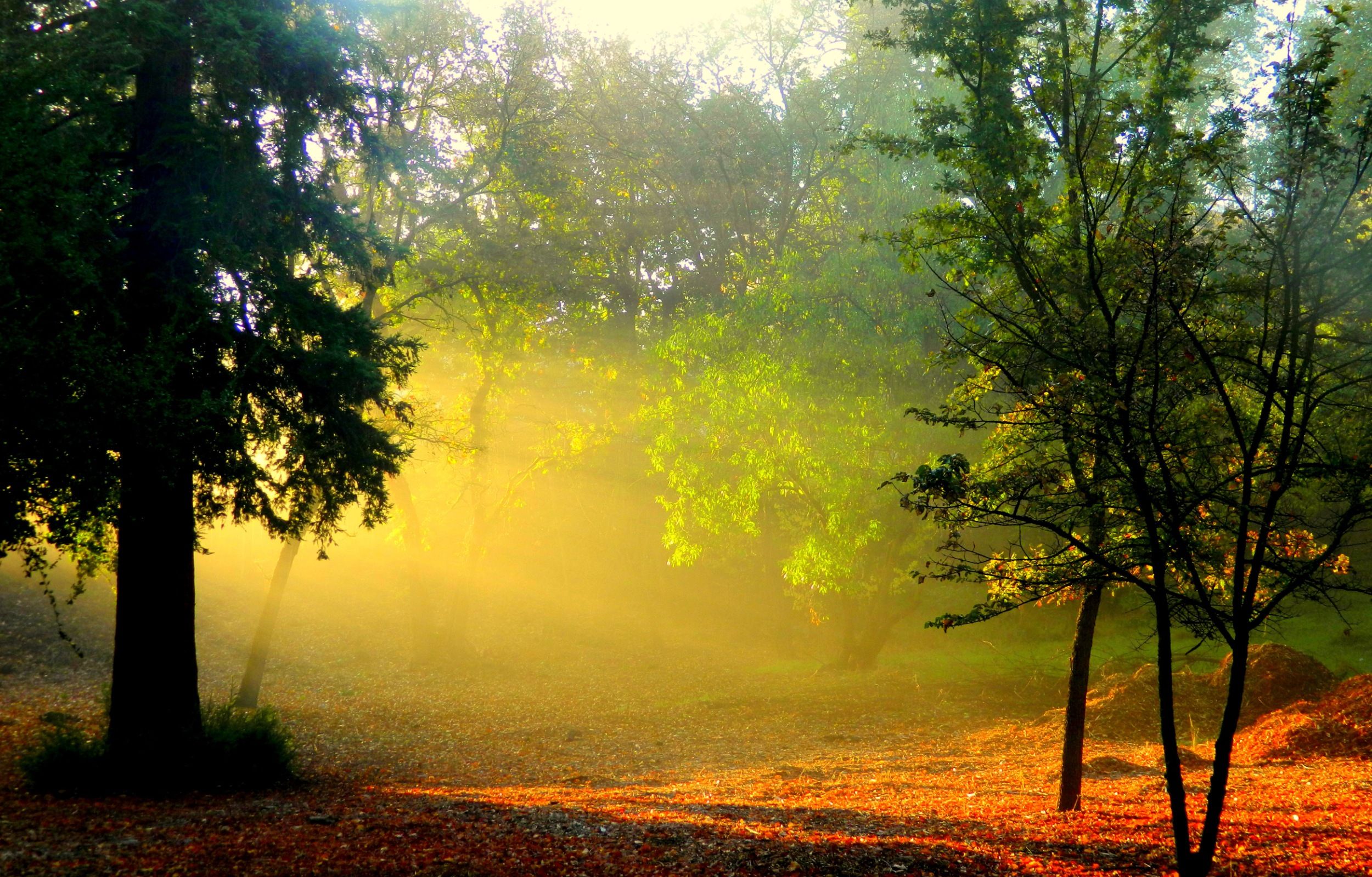 Morning Sunlight And Smoke In Forest Wallpaper