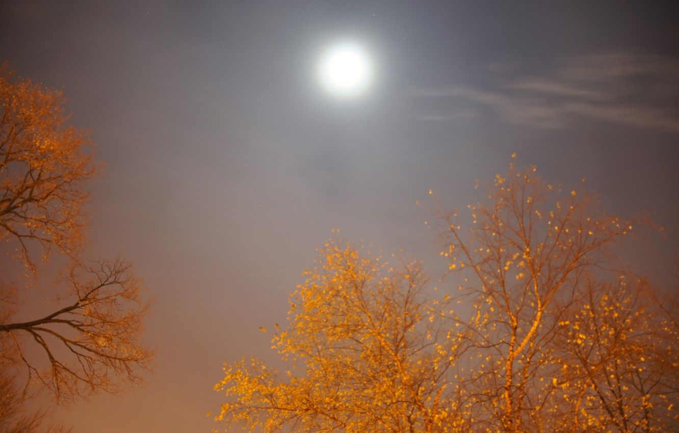 Wallpaper autumn, the sky, night, the moon, moon, moonlight, moonrise, sky, Night, autumn image for desktop, section природа
