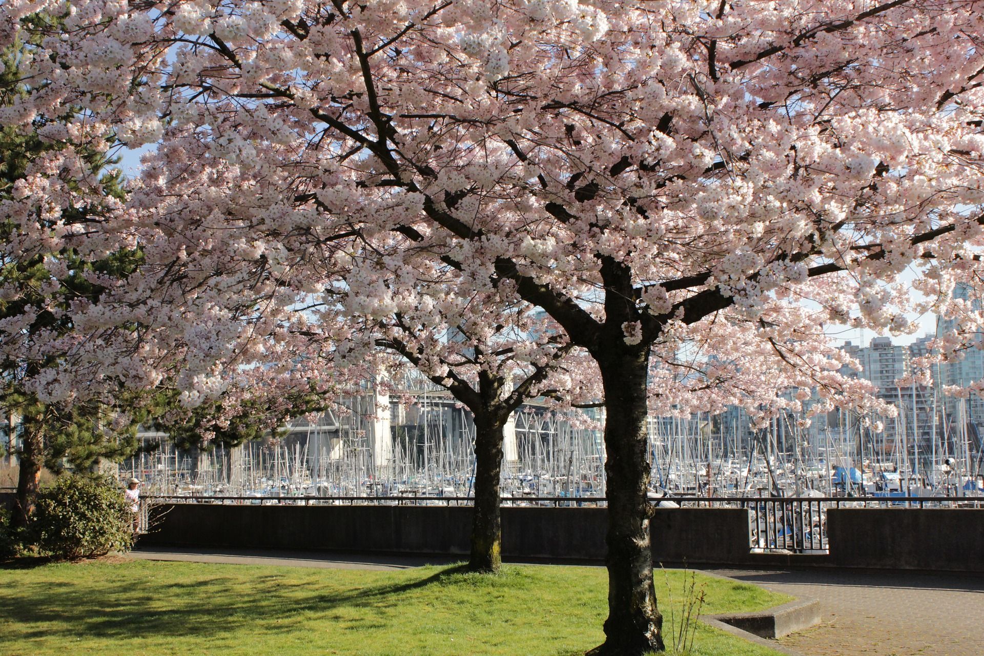Japanese Cherry Blossom Tree Wallpaper HD width 240