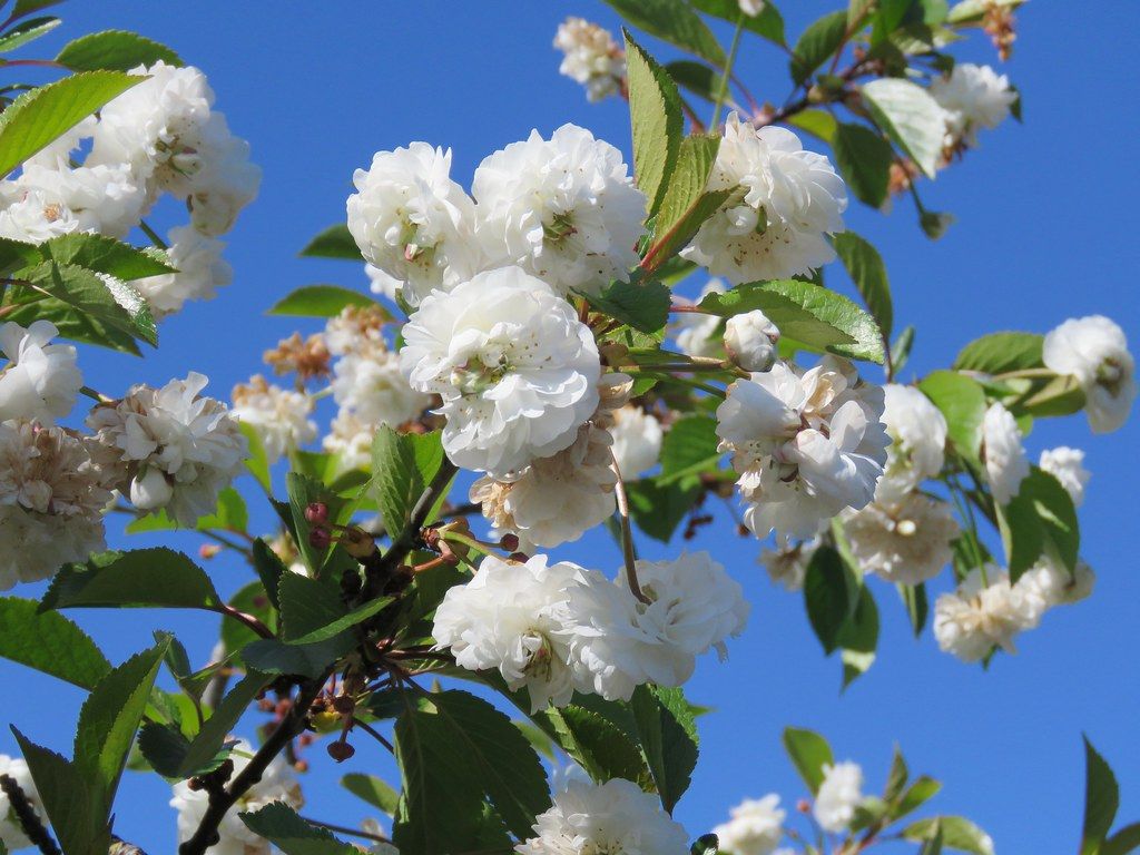 Prunus cerasus 'Rhexii' Rd, Kenilworth 6.5.2020d