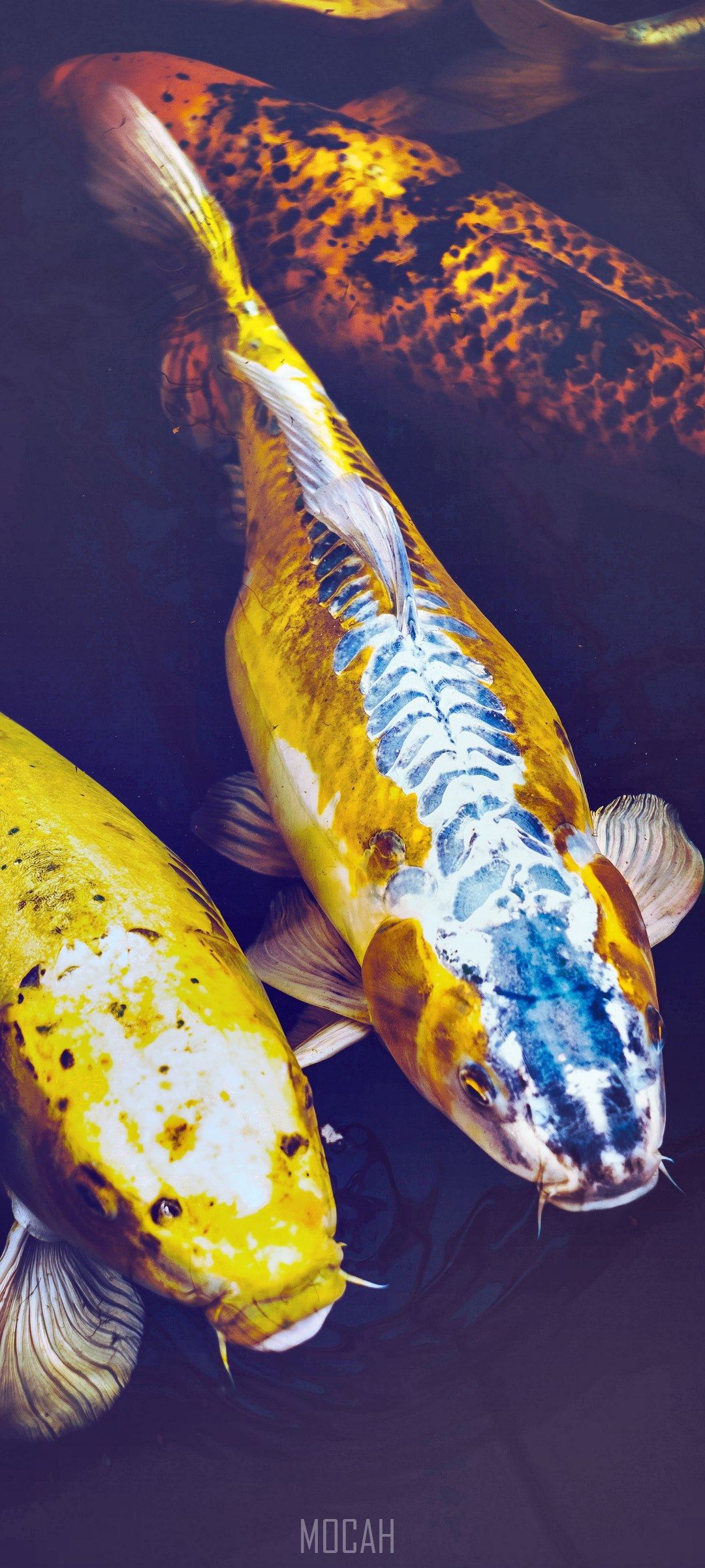 moon galaxy night and ocean hd, Huawei P smart 2021 wallpaper HD free download, 1080x2400