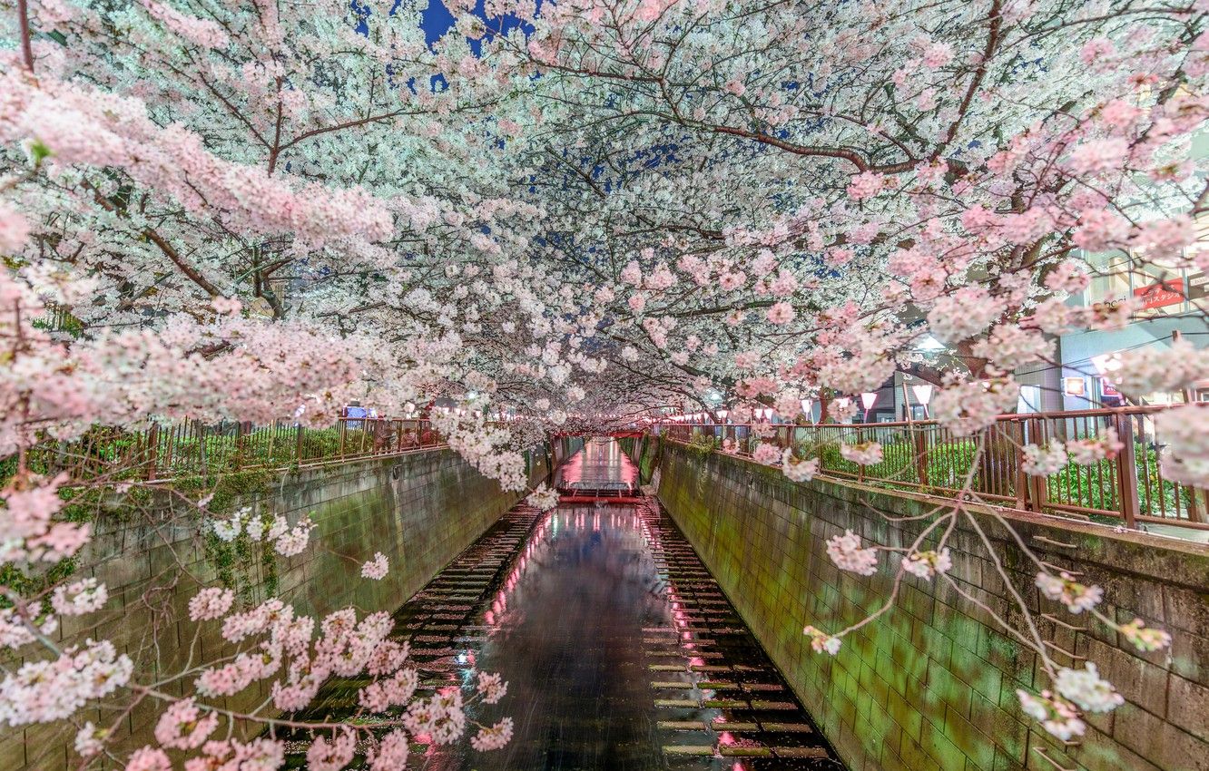 Wallpaper nature, spring, Japan, Sakura, Tokyo, channel image for desktop, section город