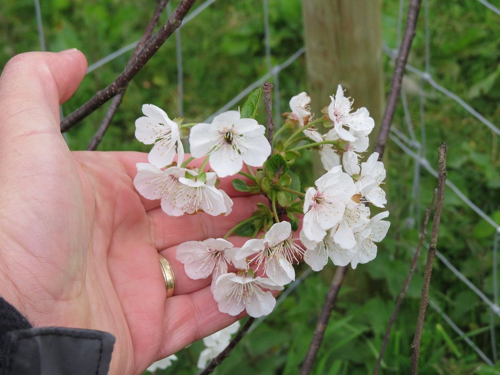 Prunus cerasus, Yorkshire 18.5.2015b. Owner stated