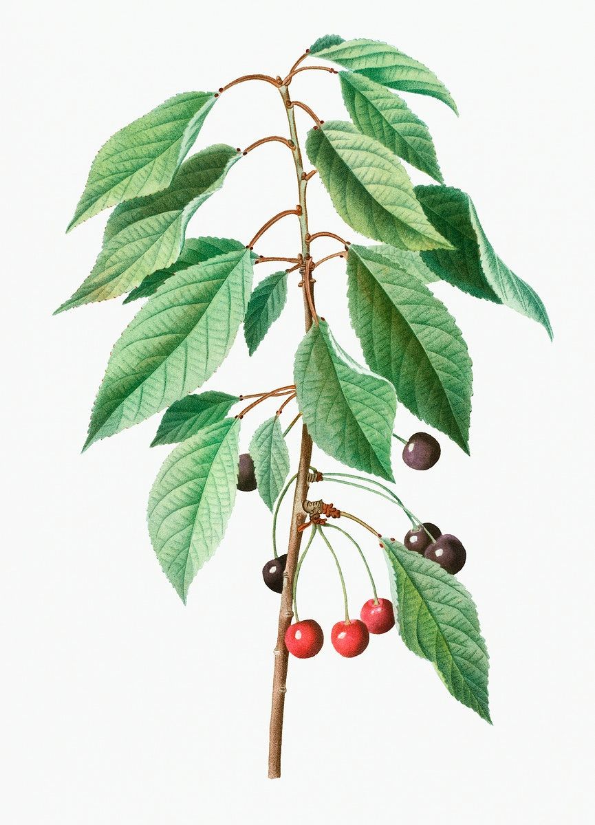 Prunus Cerasus Image. Free Vectors, PNGs, Mockups & Background