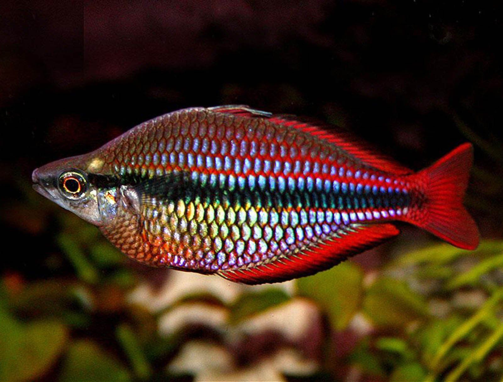 RAINBOWFISH tropical fish wallpaperx1216
