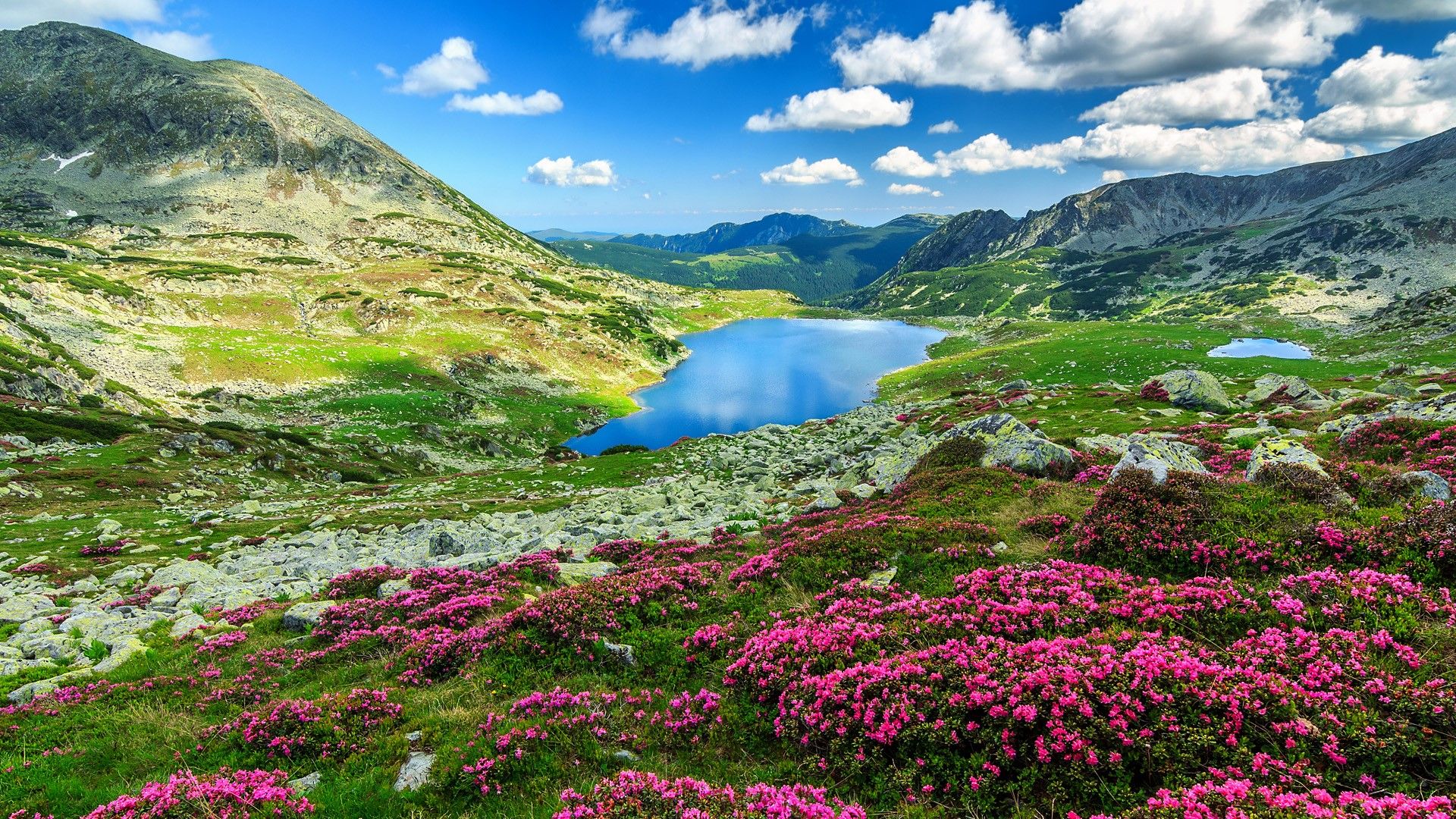 Rhododendron flowers and Bucura mountain lakes, Retezat Mountains in Carpathians, Romania. Windows 10 Spotlight Image