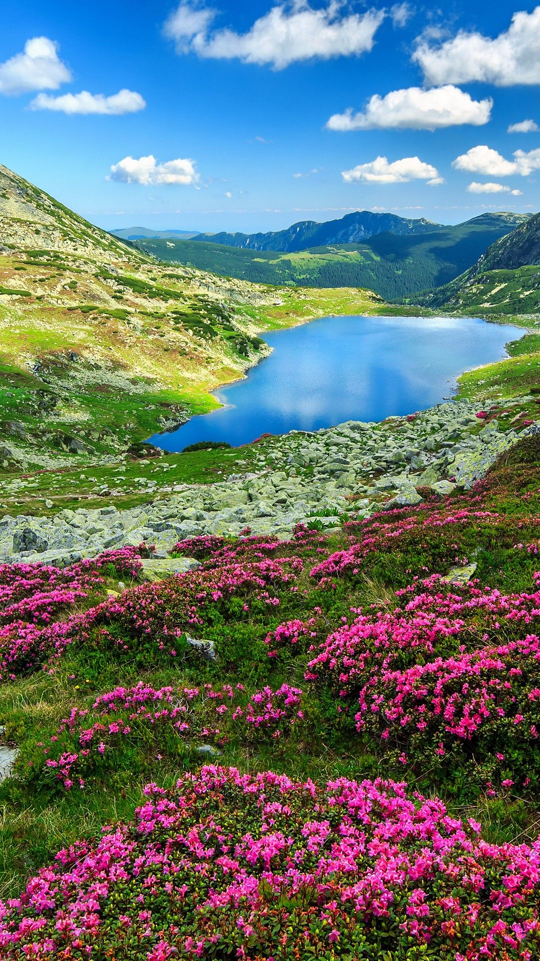 Rhododendron flowers and Bucura mountain lakes, Retezat Mountains in Carpathians, Romania. Windows 10 Spotlight Image