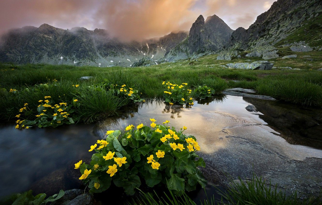 Wallpaper summer, grass, clouds, landscape, flowers, mountains, nature, national Park, Romania, Ioan Ovidiu Lazar, Retezat image for desktop, section пейзажи