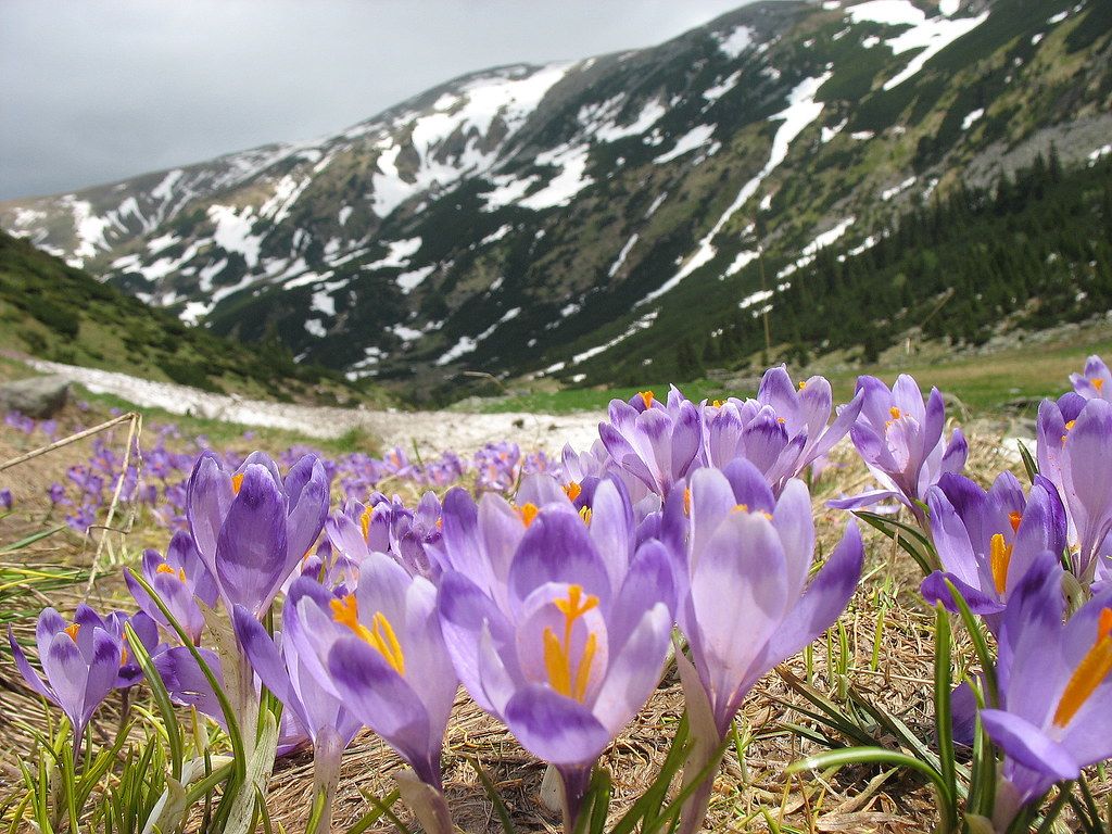 Primavara in Retezat