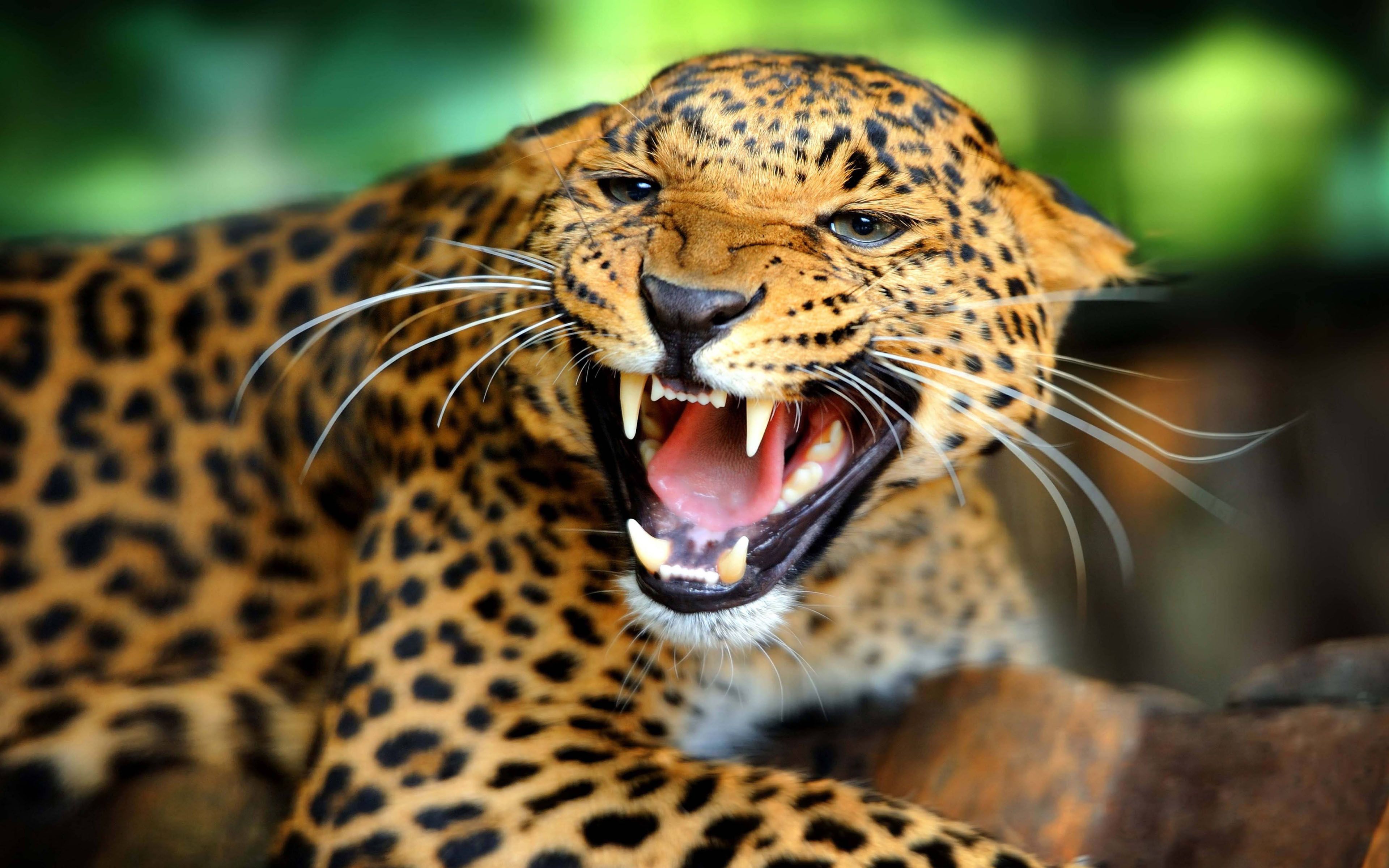 Leopard With Sharp Teeth HD Wallpaper