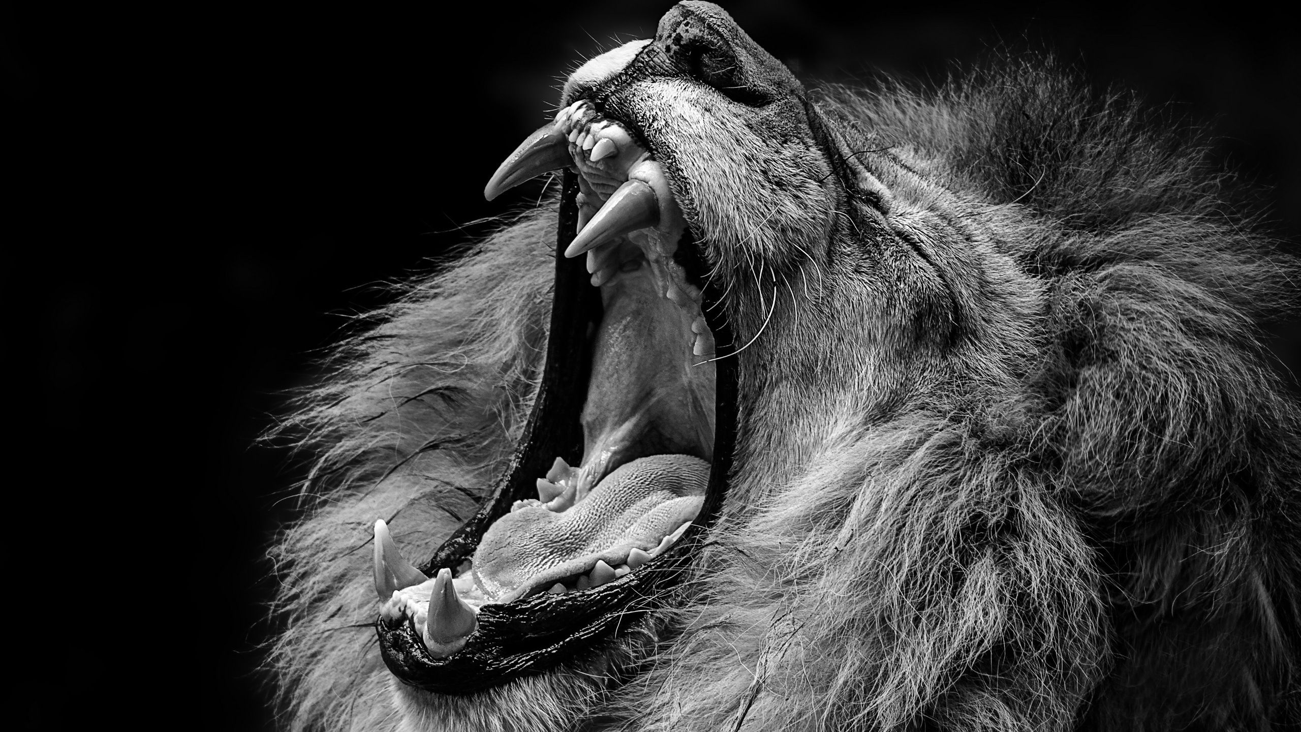 Closeup Of Lion With Open Mouth Sharp Teeth HD Lion Wallpaper