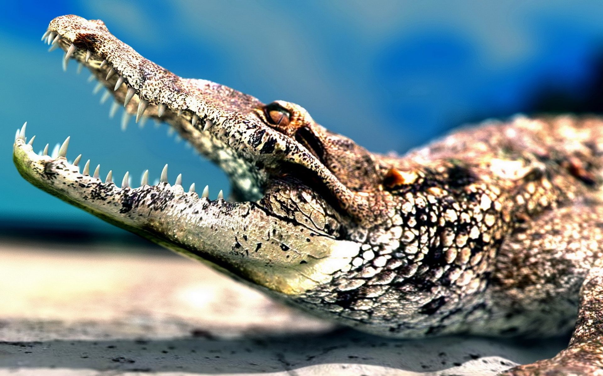 Wallpaper Big mouth crocodile sharp teeth 1920x1200 HD Picture, Image