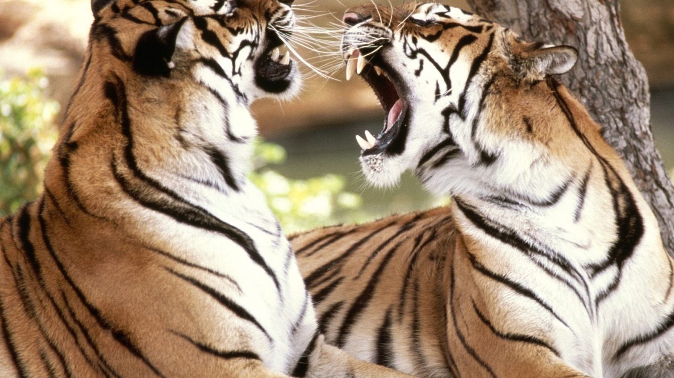 Bengal Tigers Wallpaper With Sharp Teeth And Claws Wallpaper & Background Download