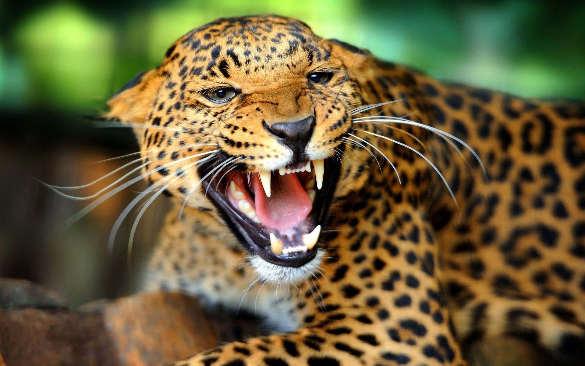 Cheetah Facial Features, Sharp Teeth 640x1136 IPhone 5 5S 5C SE Wallpaper, Background, Picture, Image