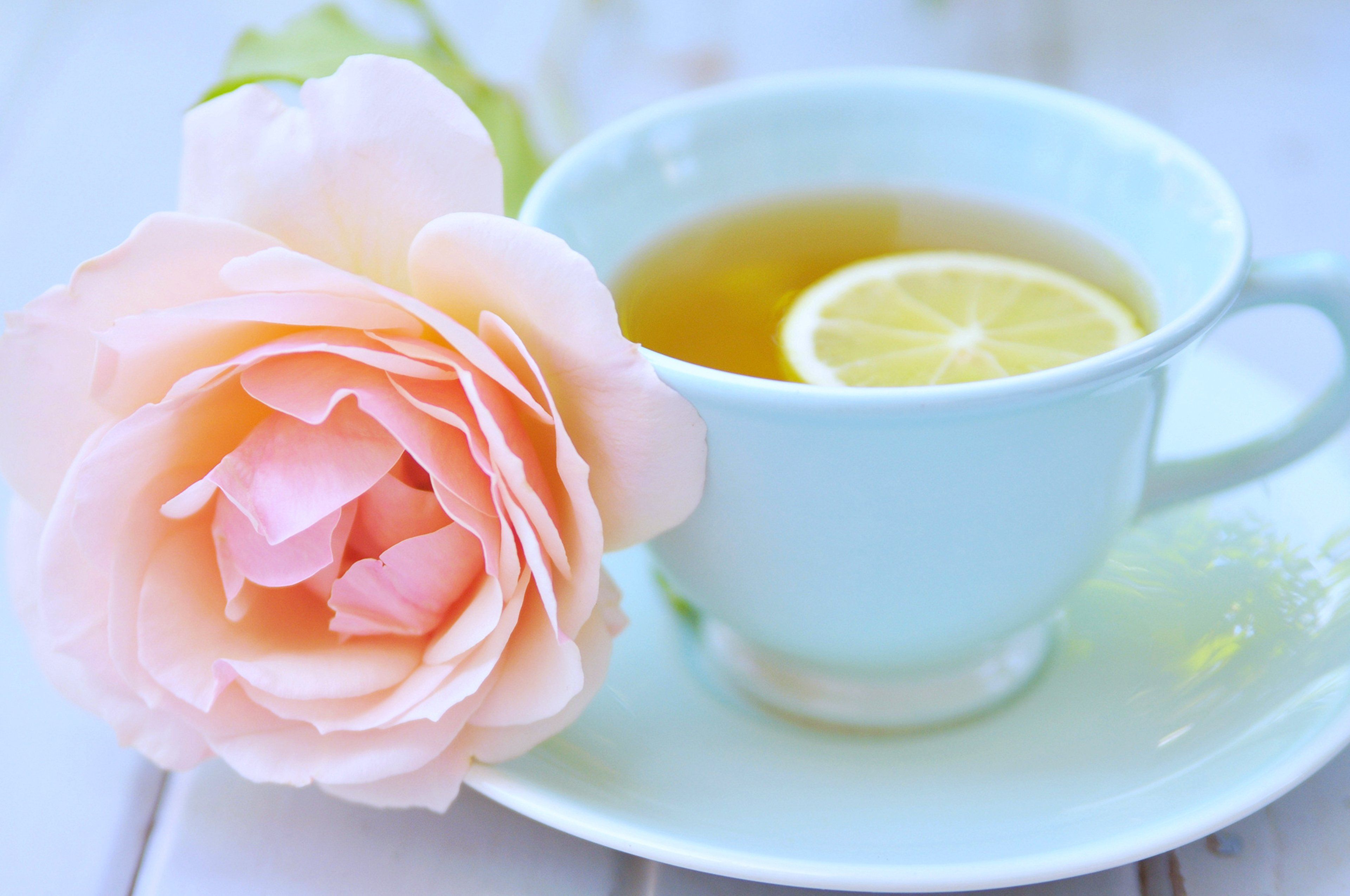 Rose flowers tea cup love romance relax emotions Lemon spring wallpaperx2549
