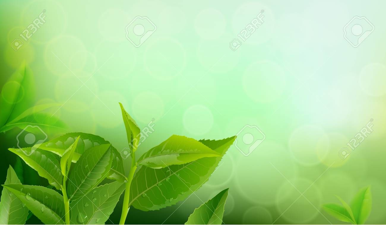 Free download Nature Leaves Green Tea On Spring Background Green Tea Leaves [1300x759] for your Desktop, Mobile & Tablet. Explore Manu Background. Manu Background, Manu Wallpaper, Manu Samoa Wallpaper