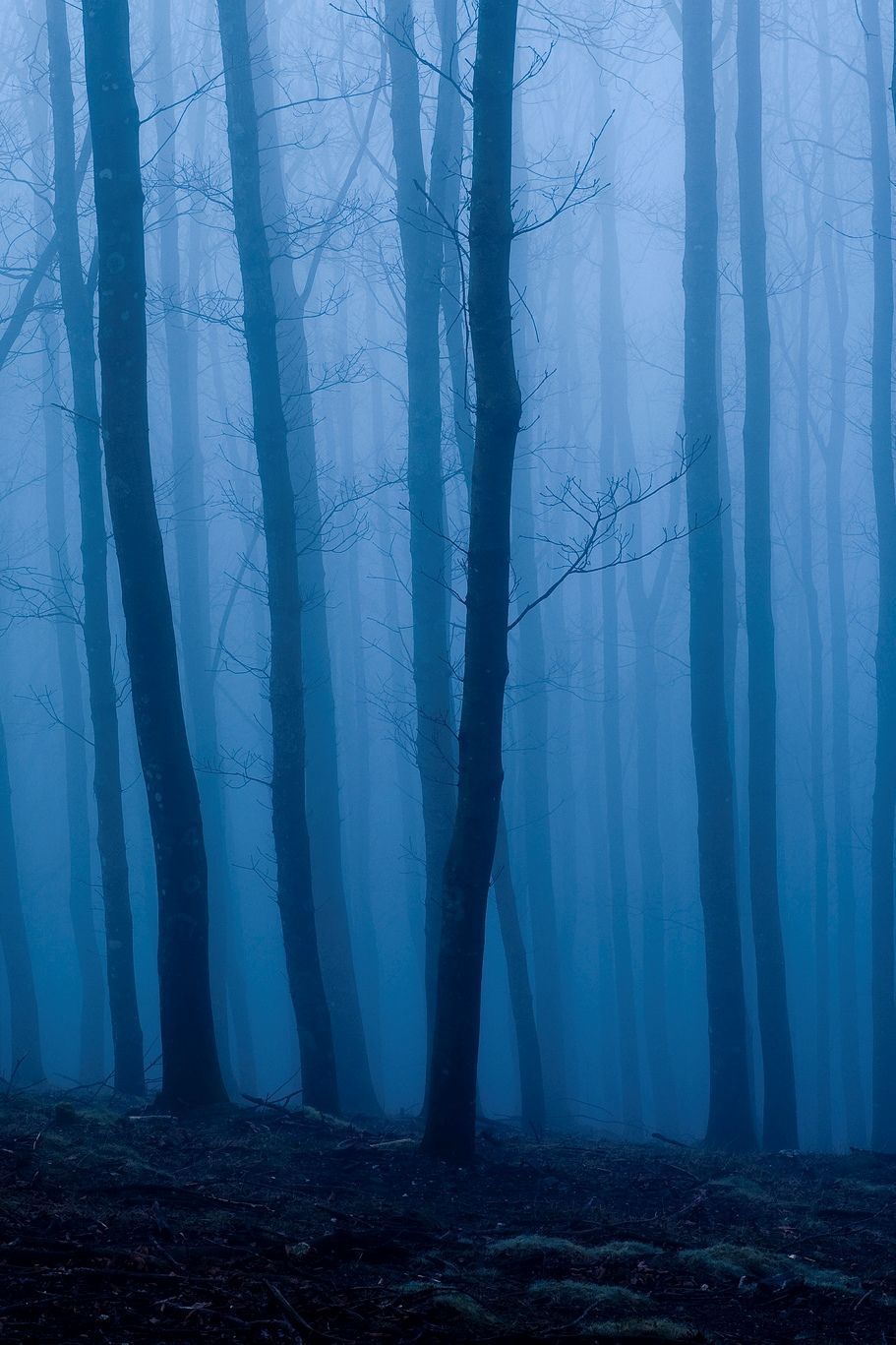 So Dreamy Like. 0rient Express: Untitled. By Oskar Zapirain. Blue Aesthetic, Blue Forest, Ravenclaw Aesthetic