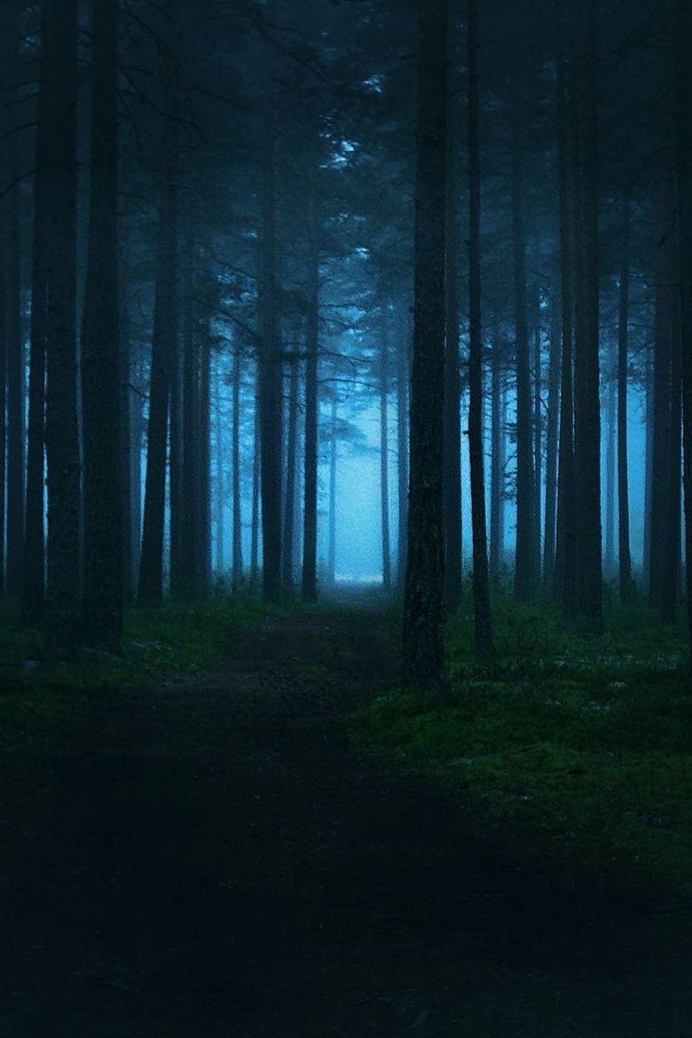 hawxr: Mysterious forest. Yana Tkachova. Night forest, Night aesthetic, Dark forest