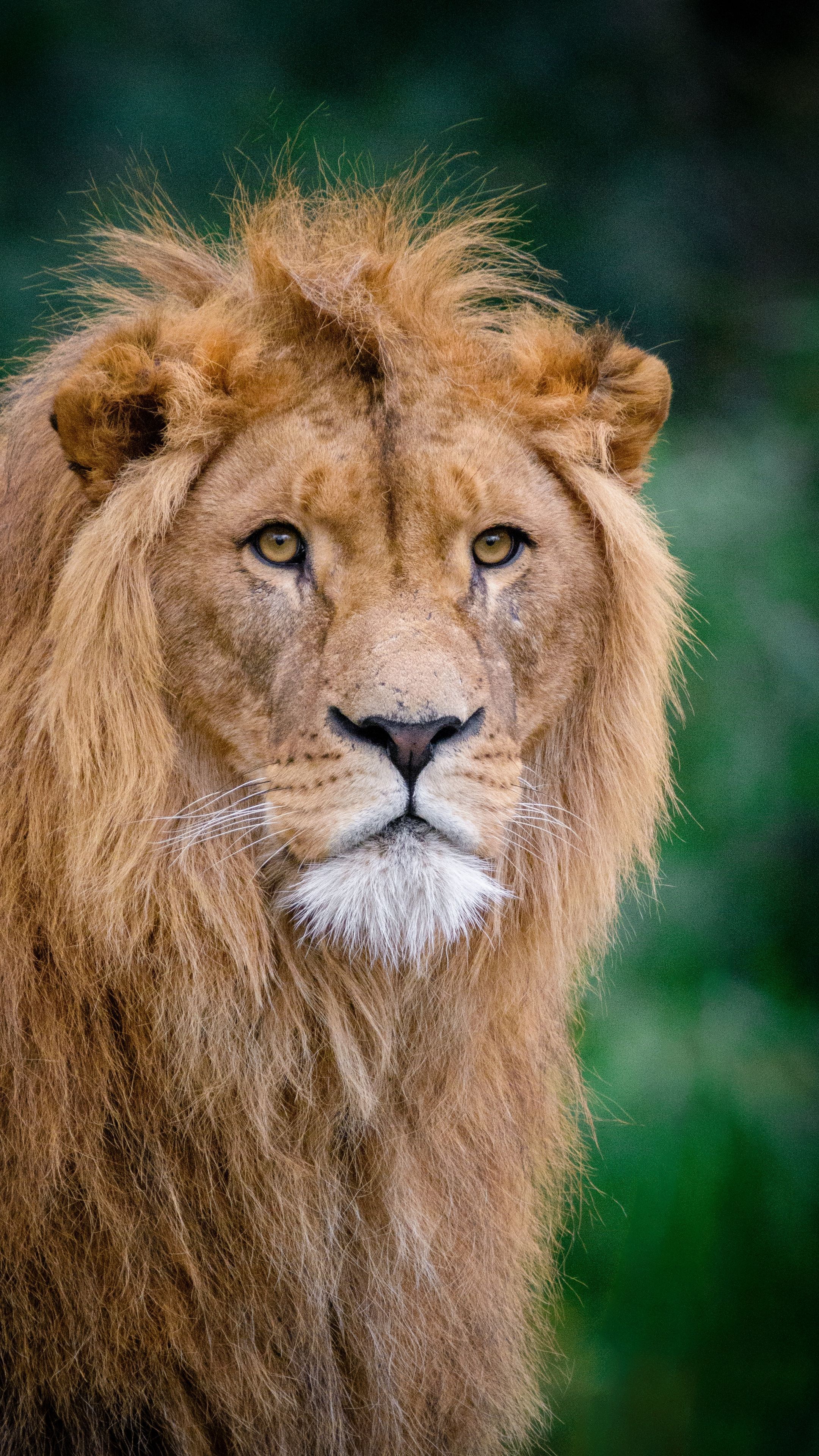 Animals #lion #kingofbeasts #muzzle #wallpaper HD 4k background for android :). Animals, African lion, Large cats wildlife
