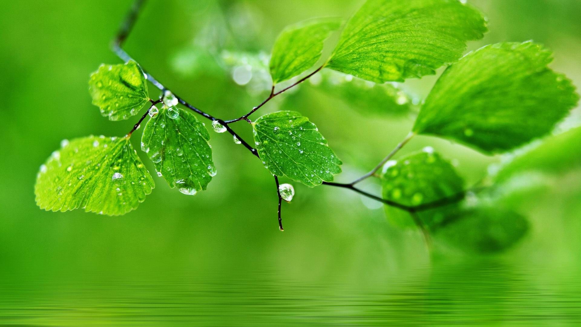 Green Color Wallpaper for Desktops that can protect your eyes ideas. green colors, green, wallpaper