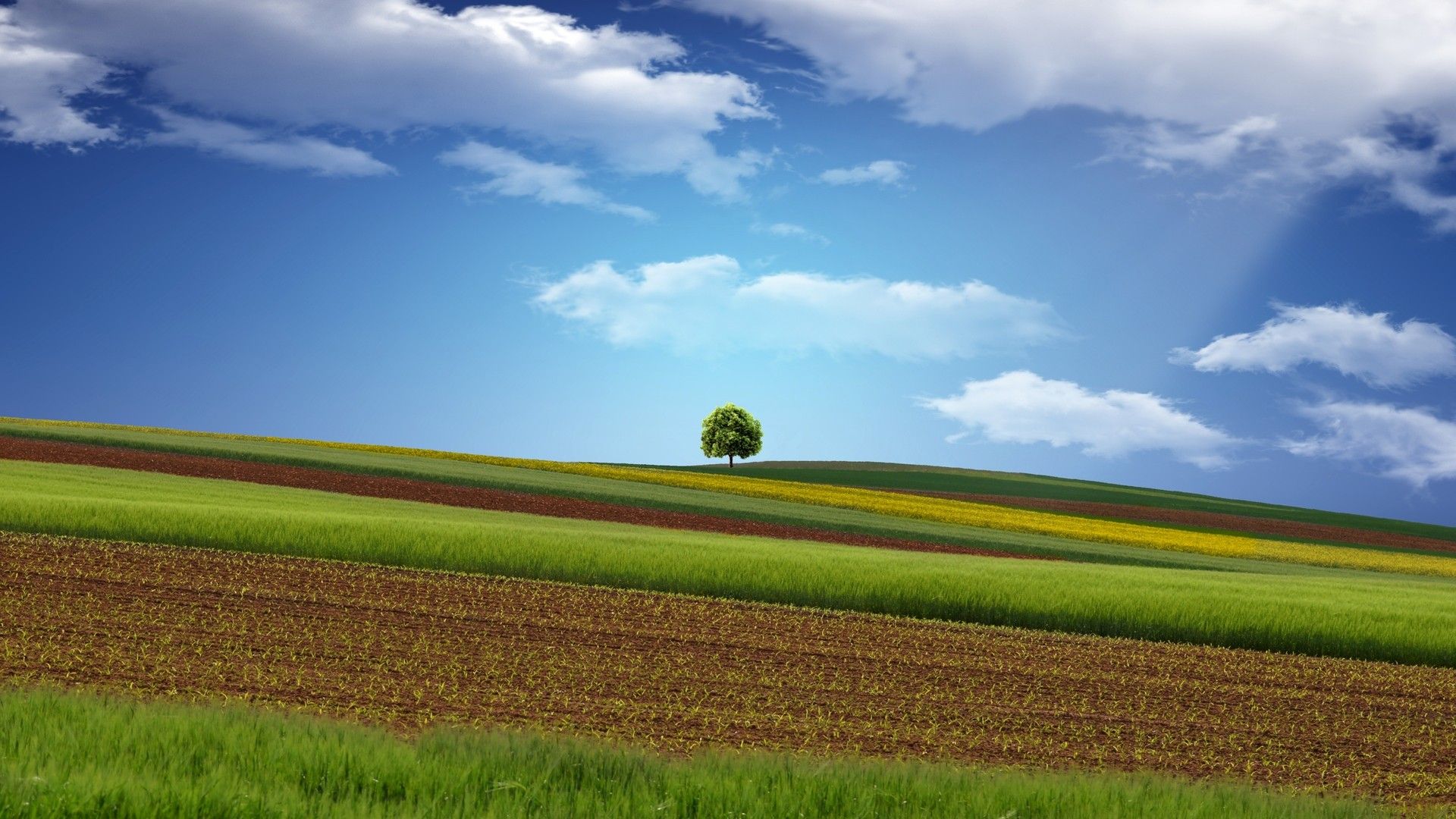 HD Eye Protection Picture Wallpaper(11): Corn field and the vault of the heaven. Free Wallpaper World