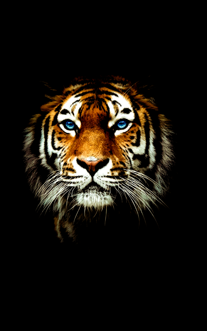 Tiger Wallpaper 4k Cool Tiger Wallpaper for Android. Tiger wallpaper, Tiger wallpaper iphone, Tiger picture