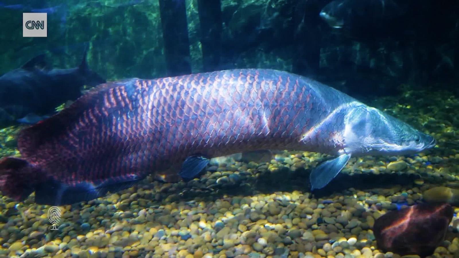 Arapaima Wallpapers Wallpaper Cave