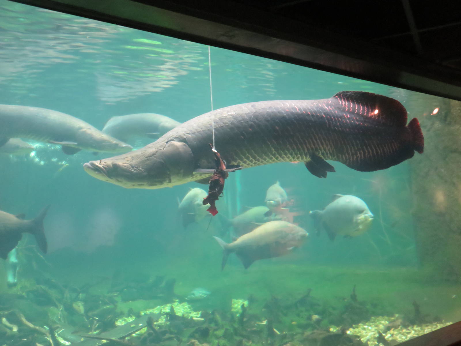 Arapaima Wallpapers - Wallpaper Cave