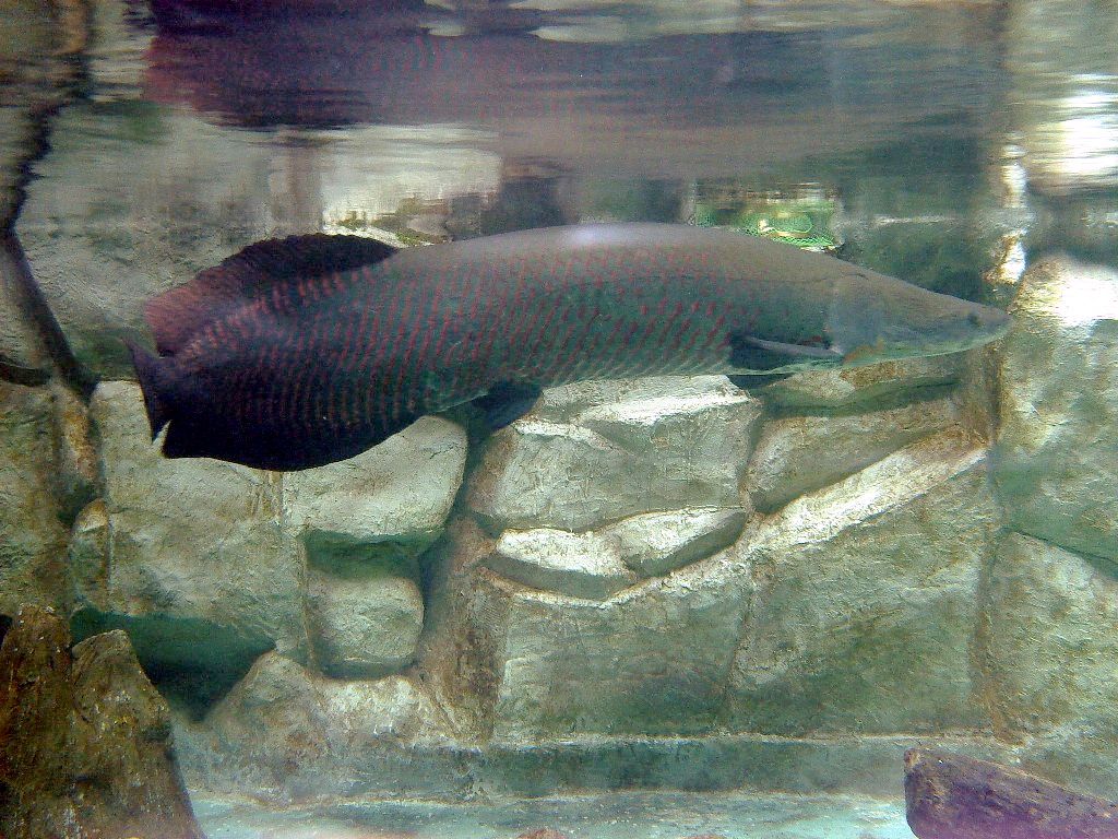 Arapaima Wallpapers - Wallpaper Cave