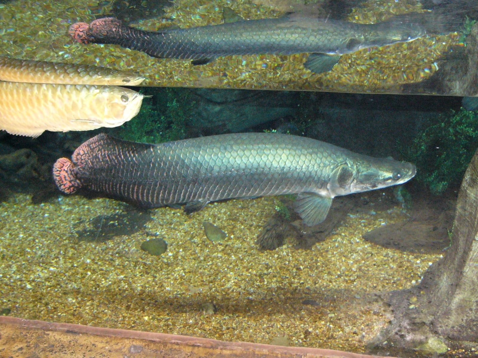 Arapaima Wallpapers Wallpaper Cave