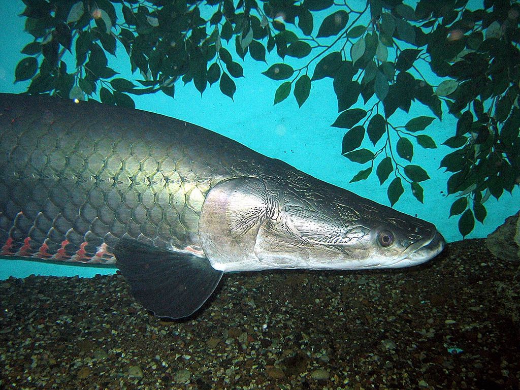 Arapaima Wallpapers - Wallpaper Cave
