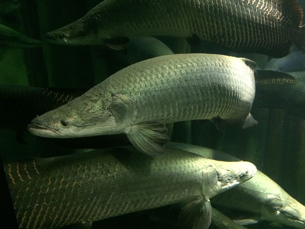 Arapaima Wallpapers - Wallpaper Cave