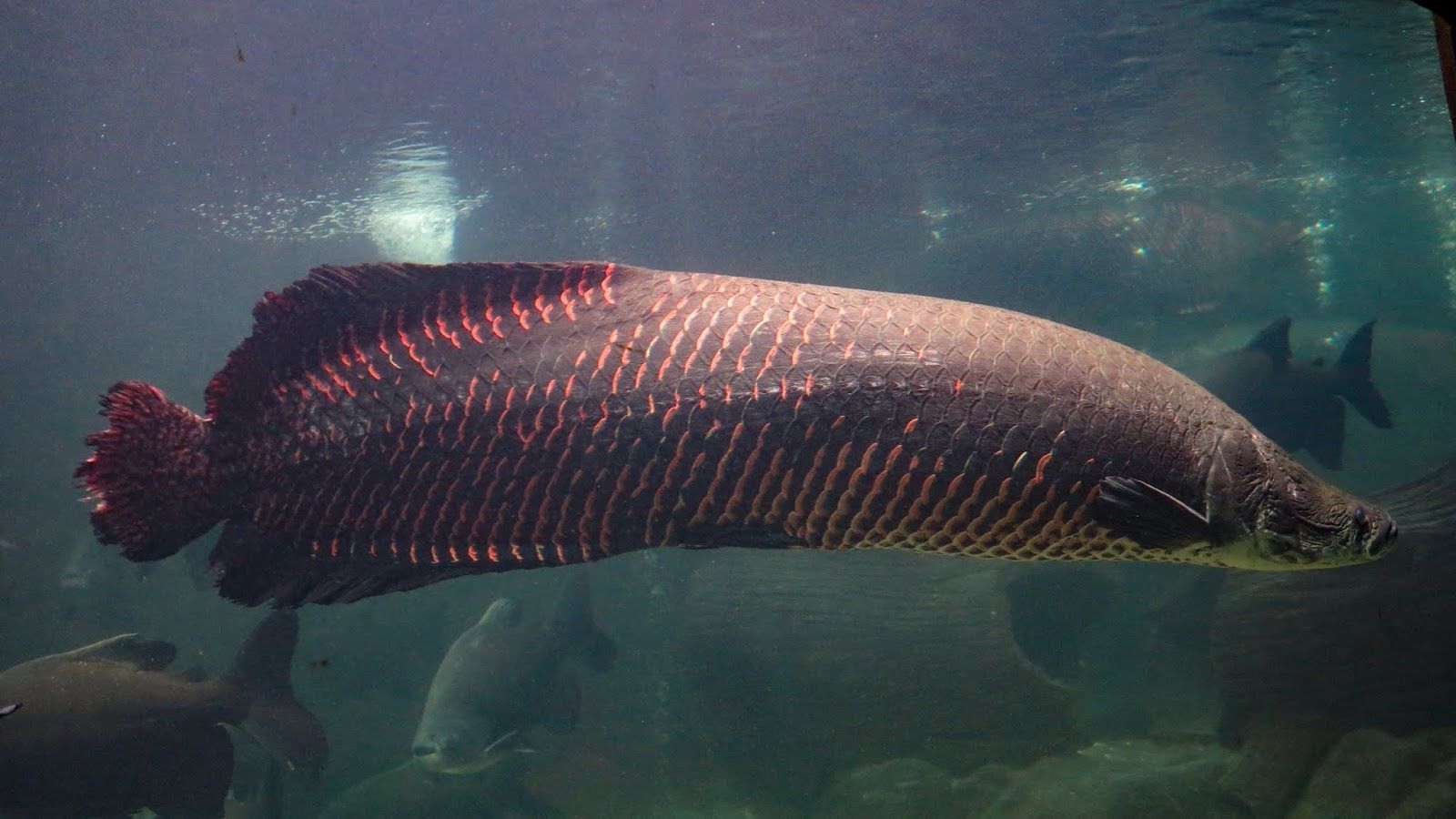 Arapaima Wallpapers - Wallpaper Cave
