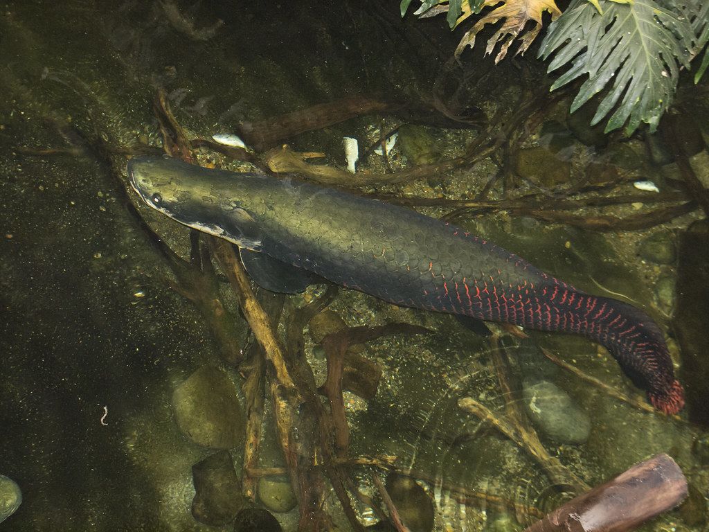 Arapaima Wallpapers - Wallpaper Cave