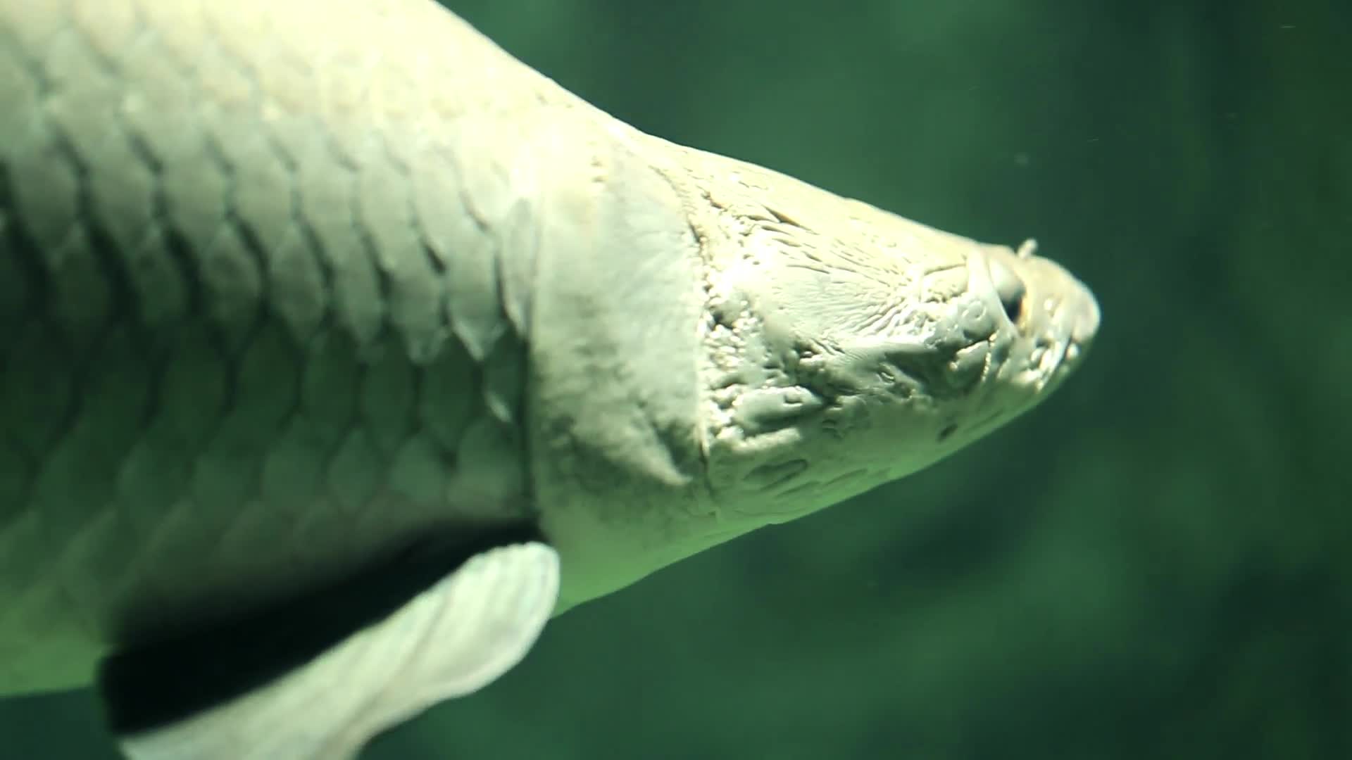 Arapaima Wallpapers - Wallpaper Cave