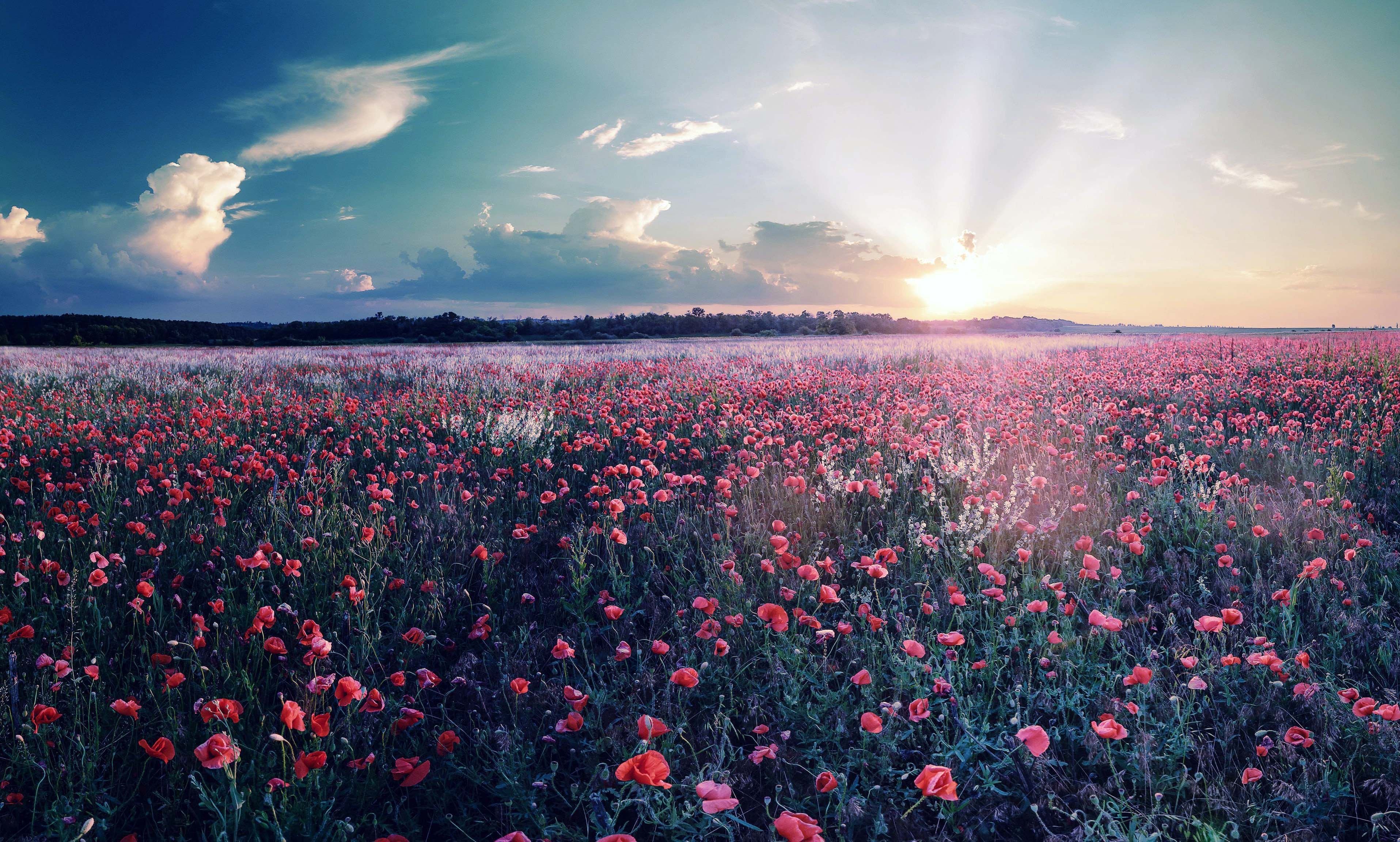 Flowers Field Landscape Sunrise Spring Wallpaper, 3D Wallpaper HD iPhone Wallpaper & Background Download