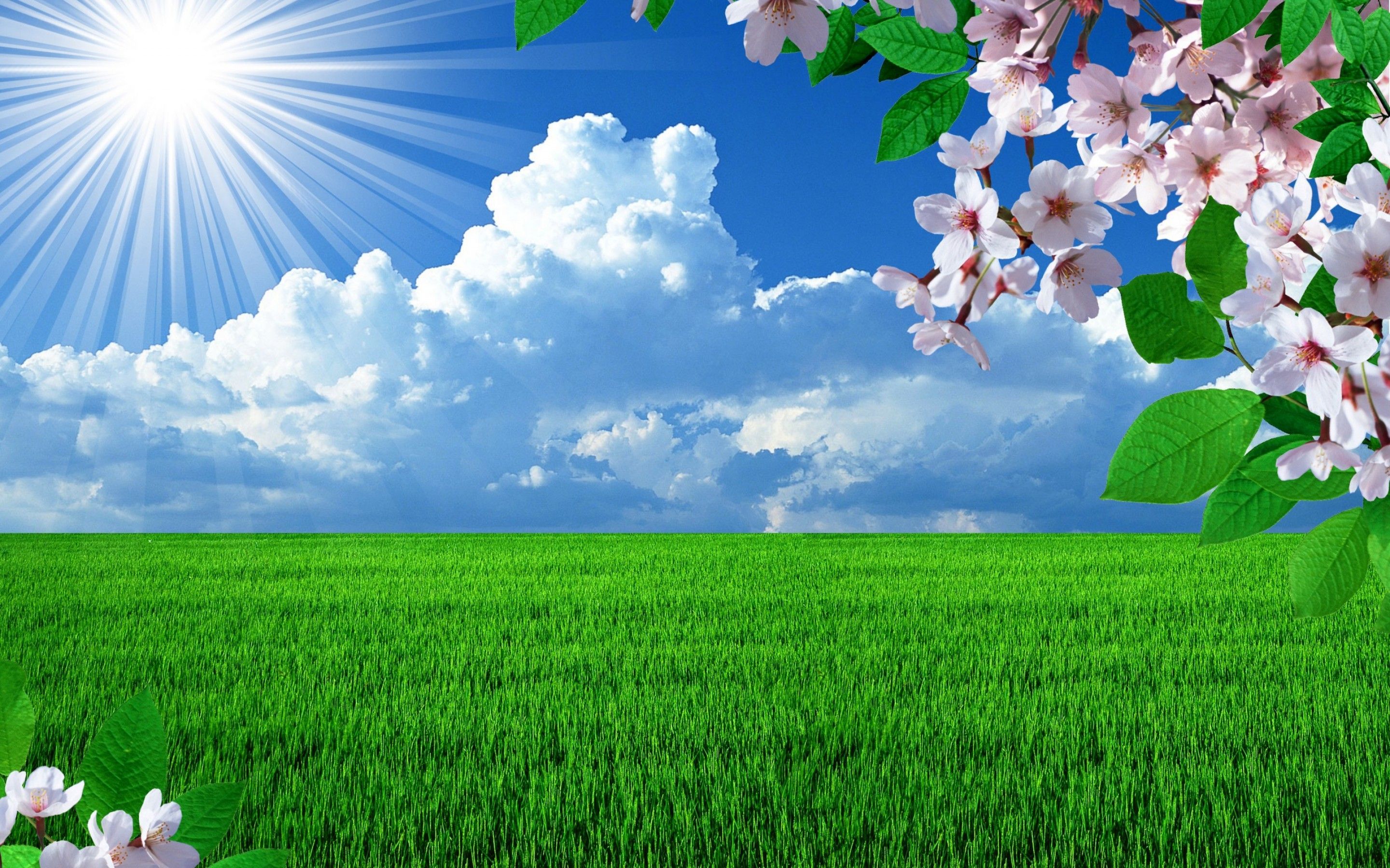 Hot sunrise over the green grass nature revives. Beautiful nature spring, Spring wallpaper, Spring desktop wallpaper