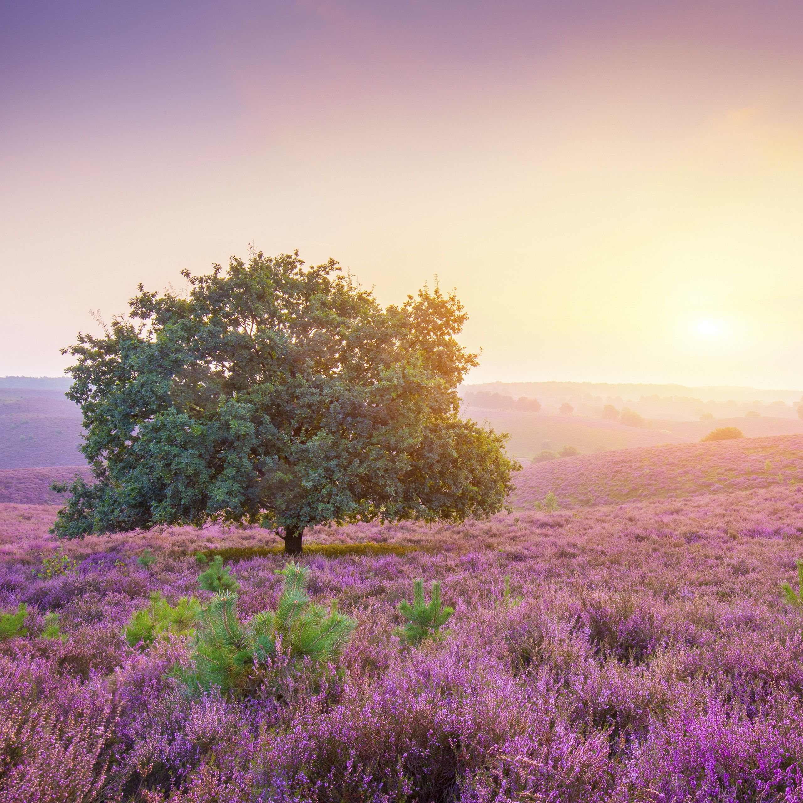 Spring 4K Wallpaper, Sunrise, Landscape, Purple heath, Countryside, Nature
